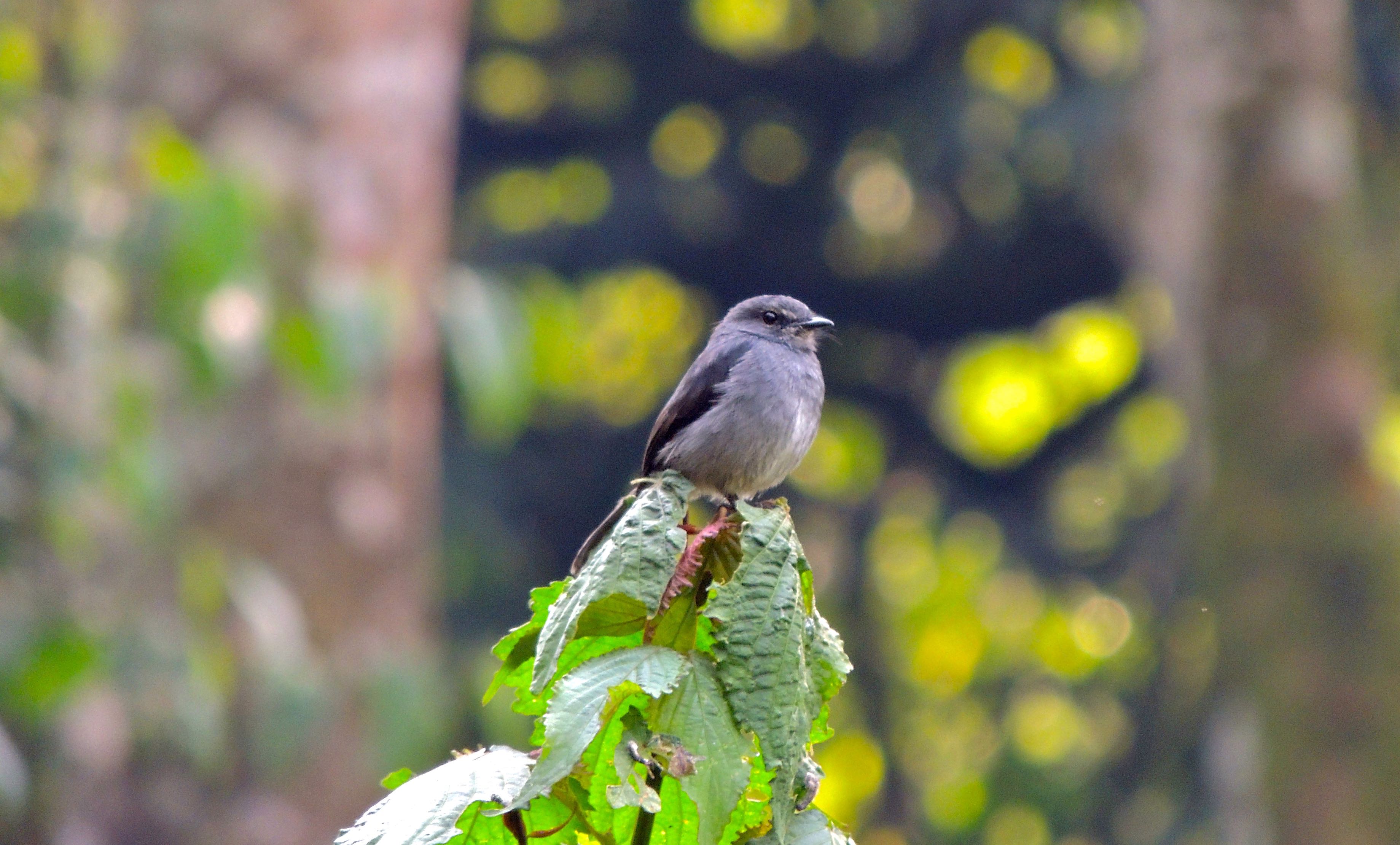 Cassin's Flycatcher