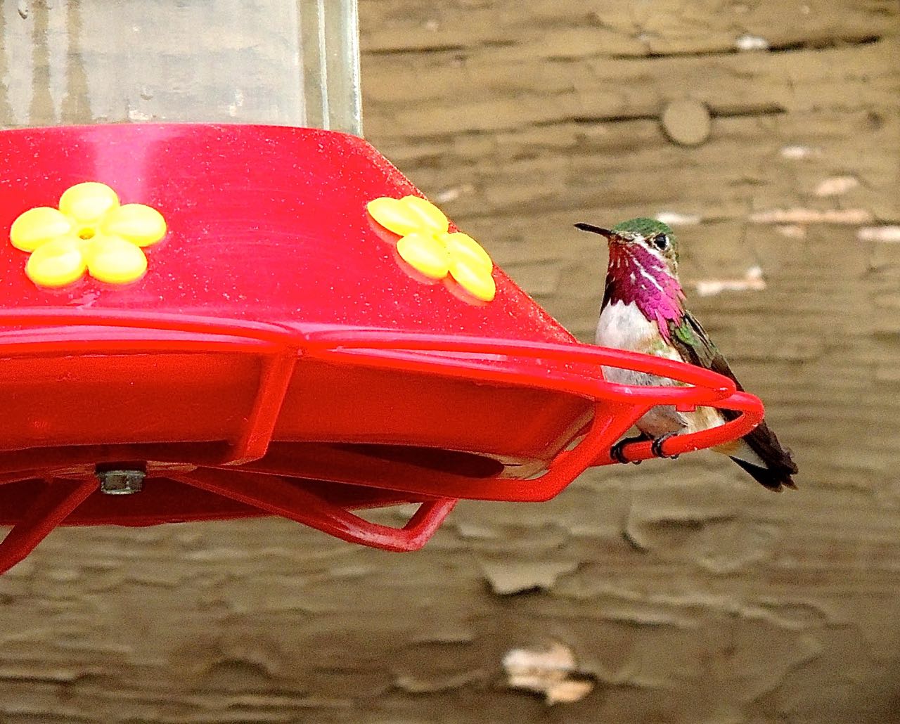 Calliope Hummingbird