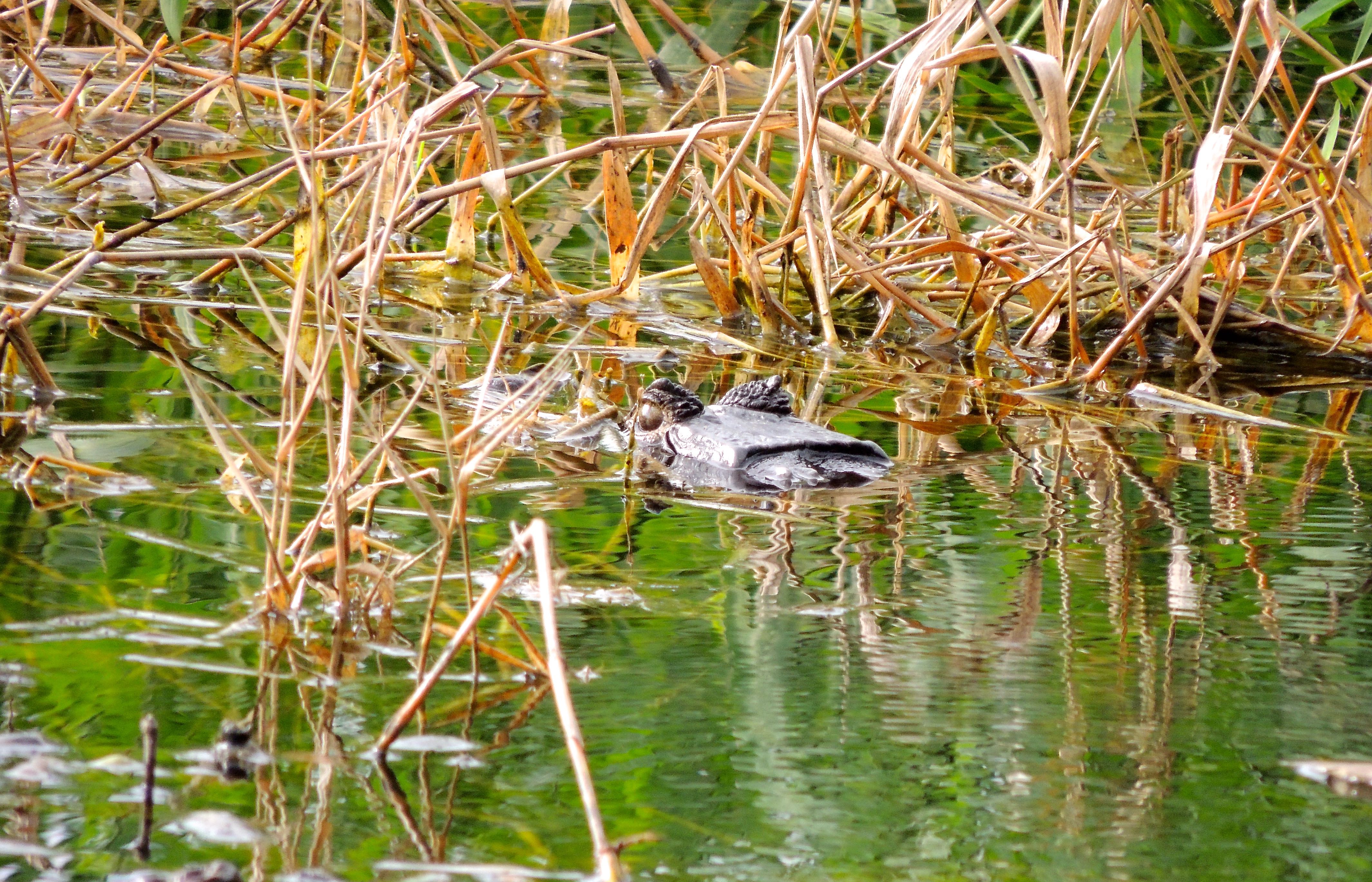 Spectacled Caiman