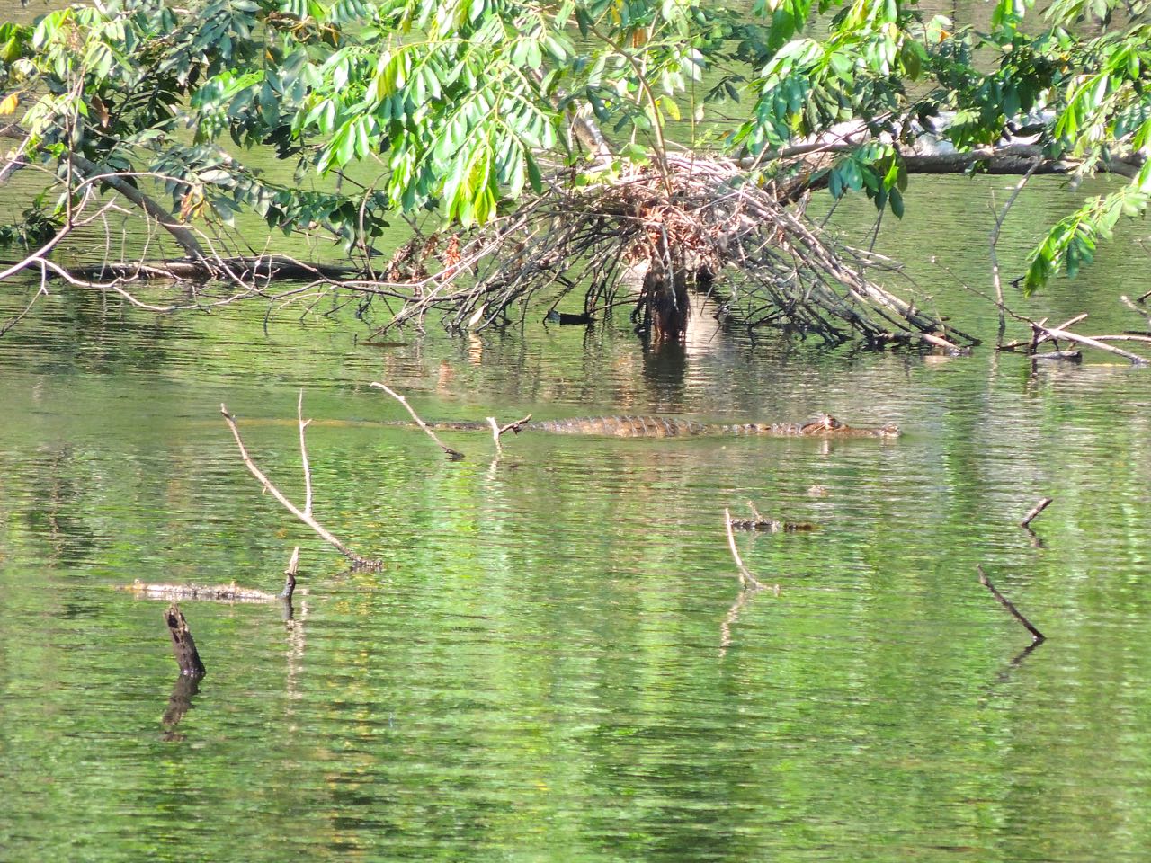 Spectacled Caiman