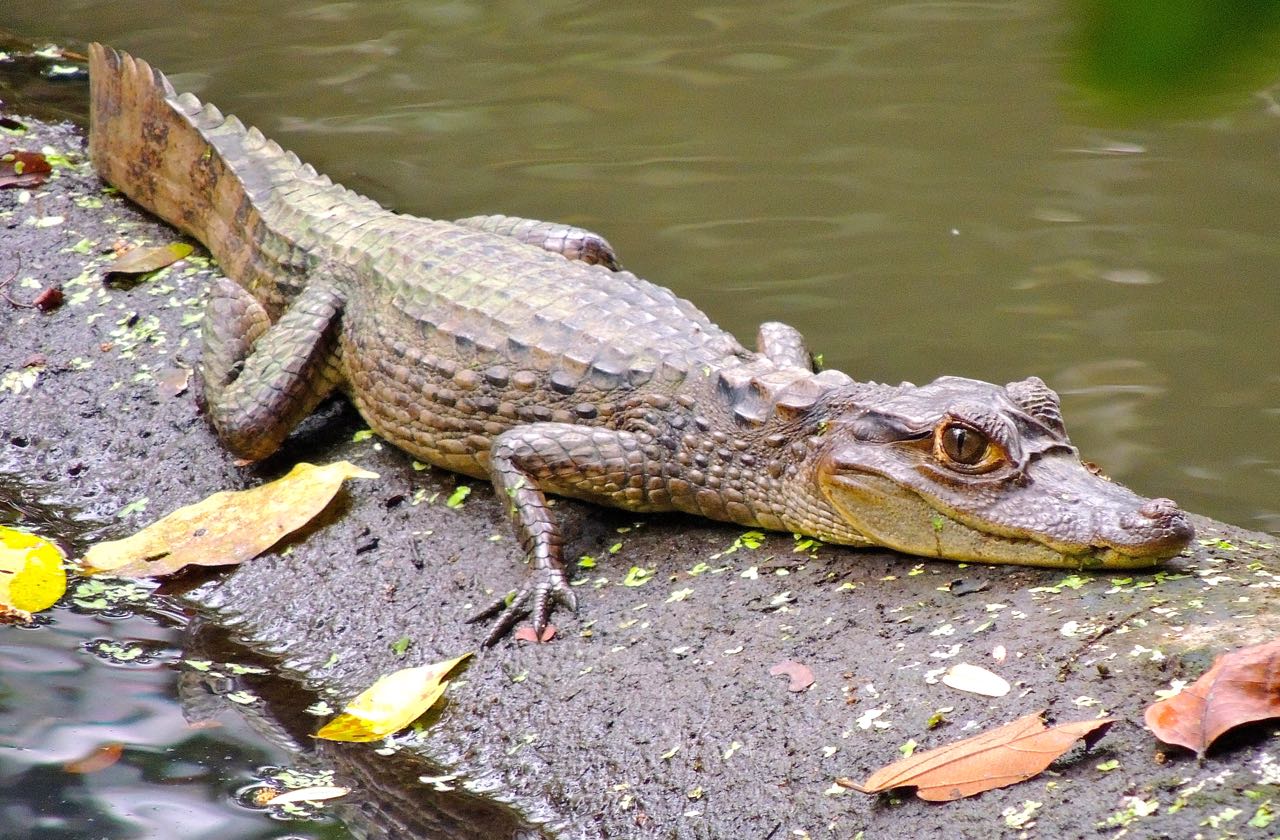 Spectacled Caiman