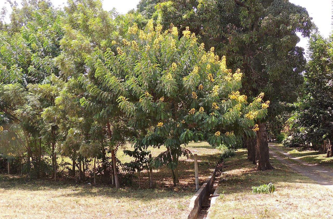 Candle Bush