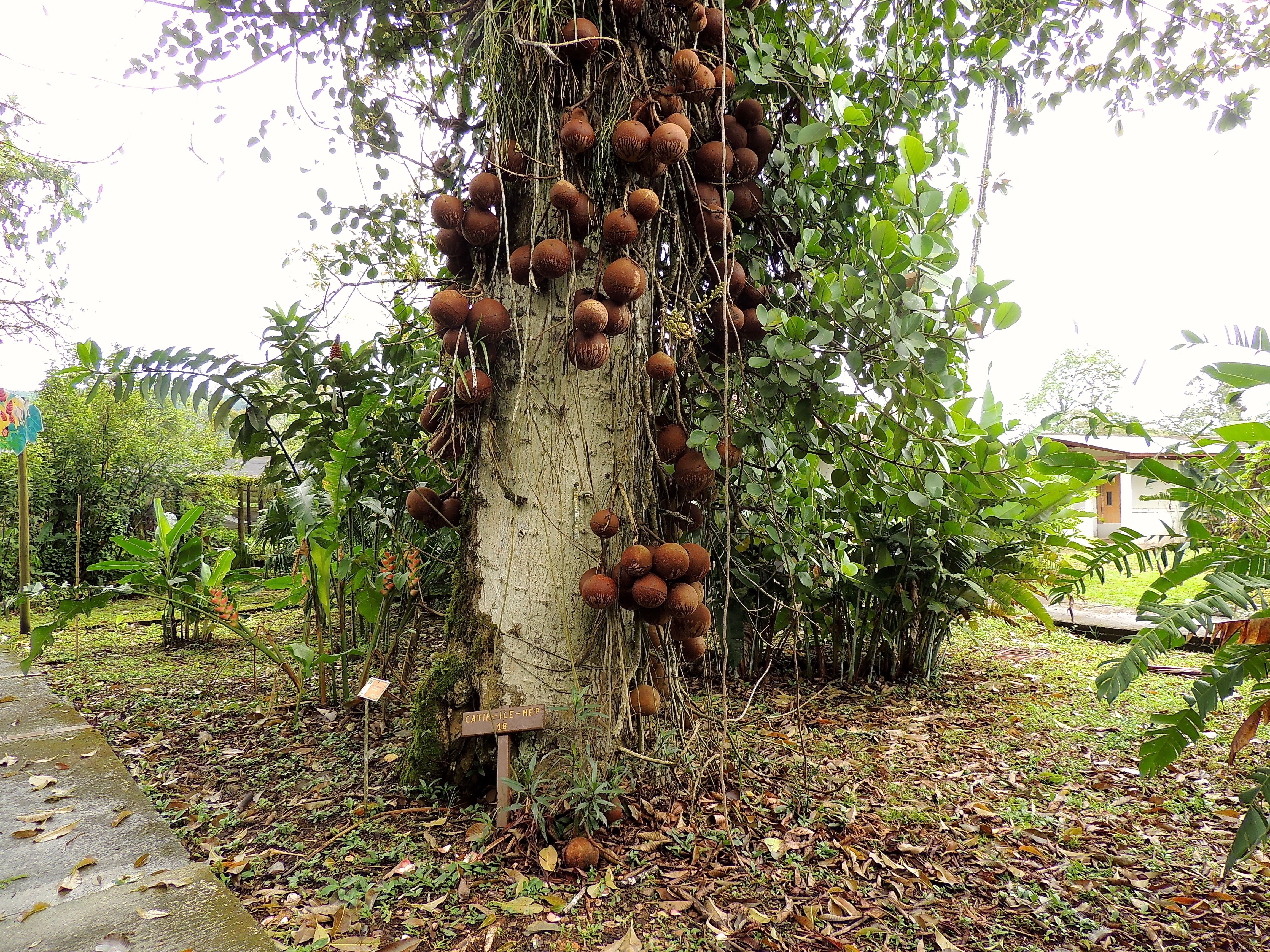 Cannonball Tree