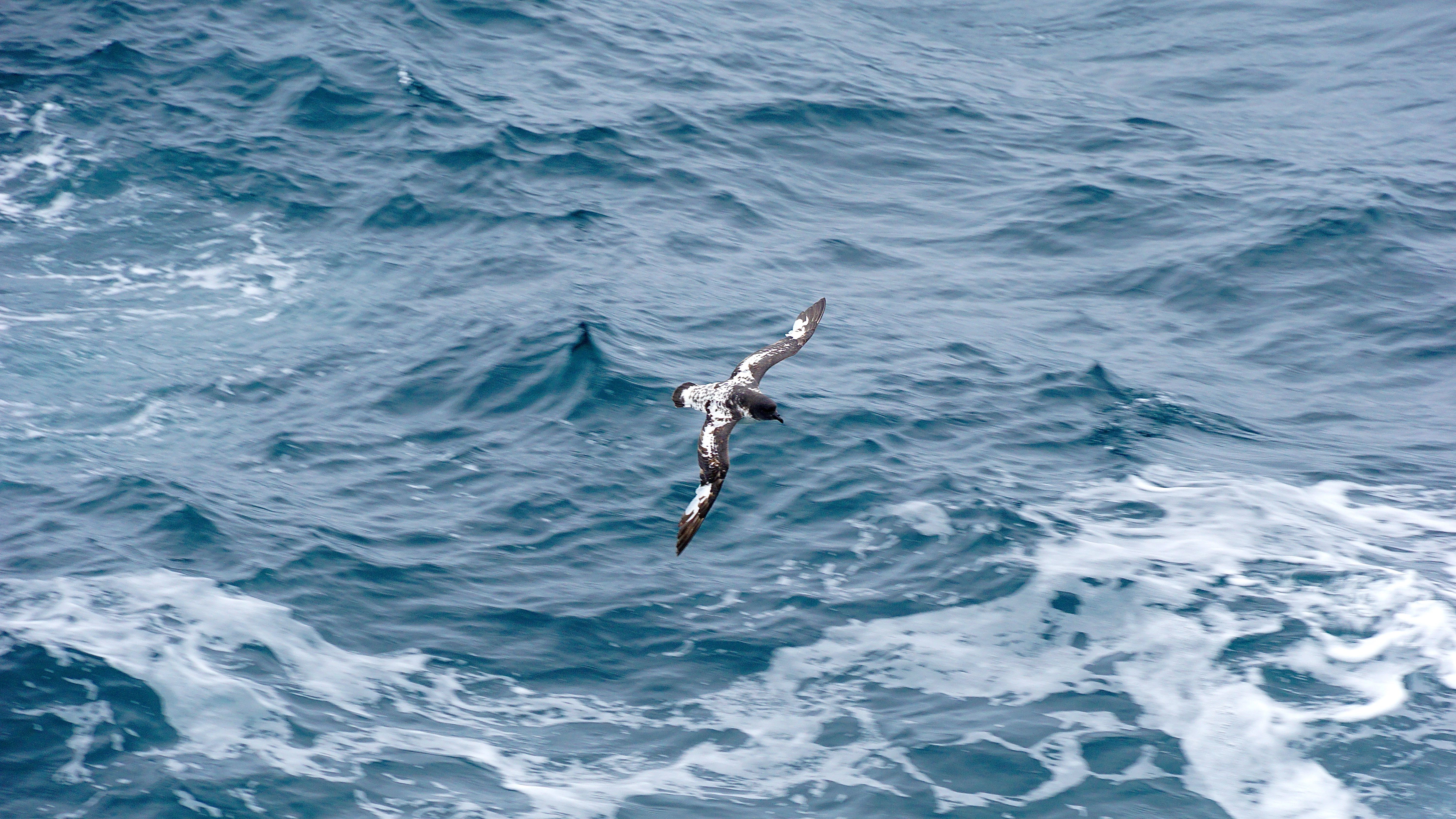 Cape Petrel