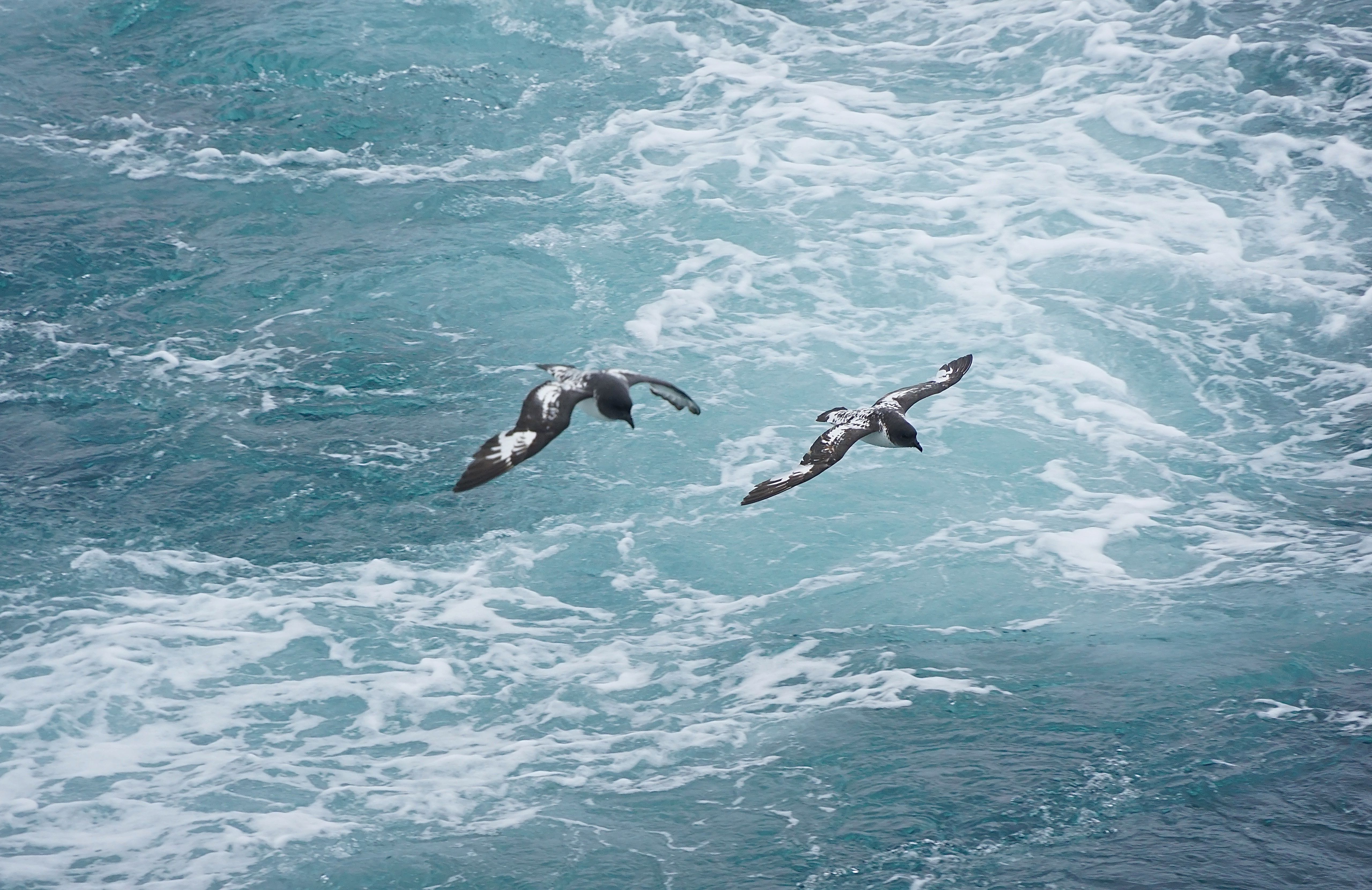 Cape Petrels