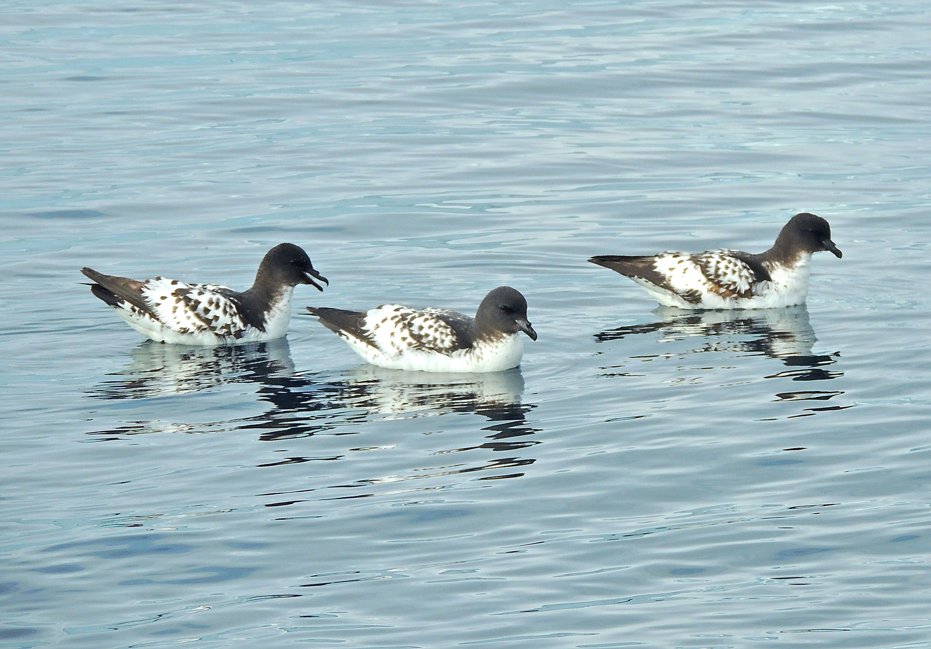 Cape Petrels