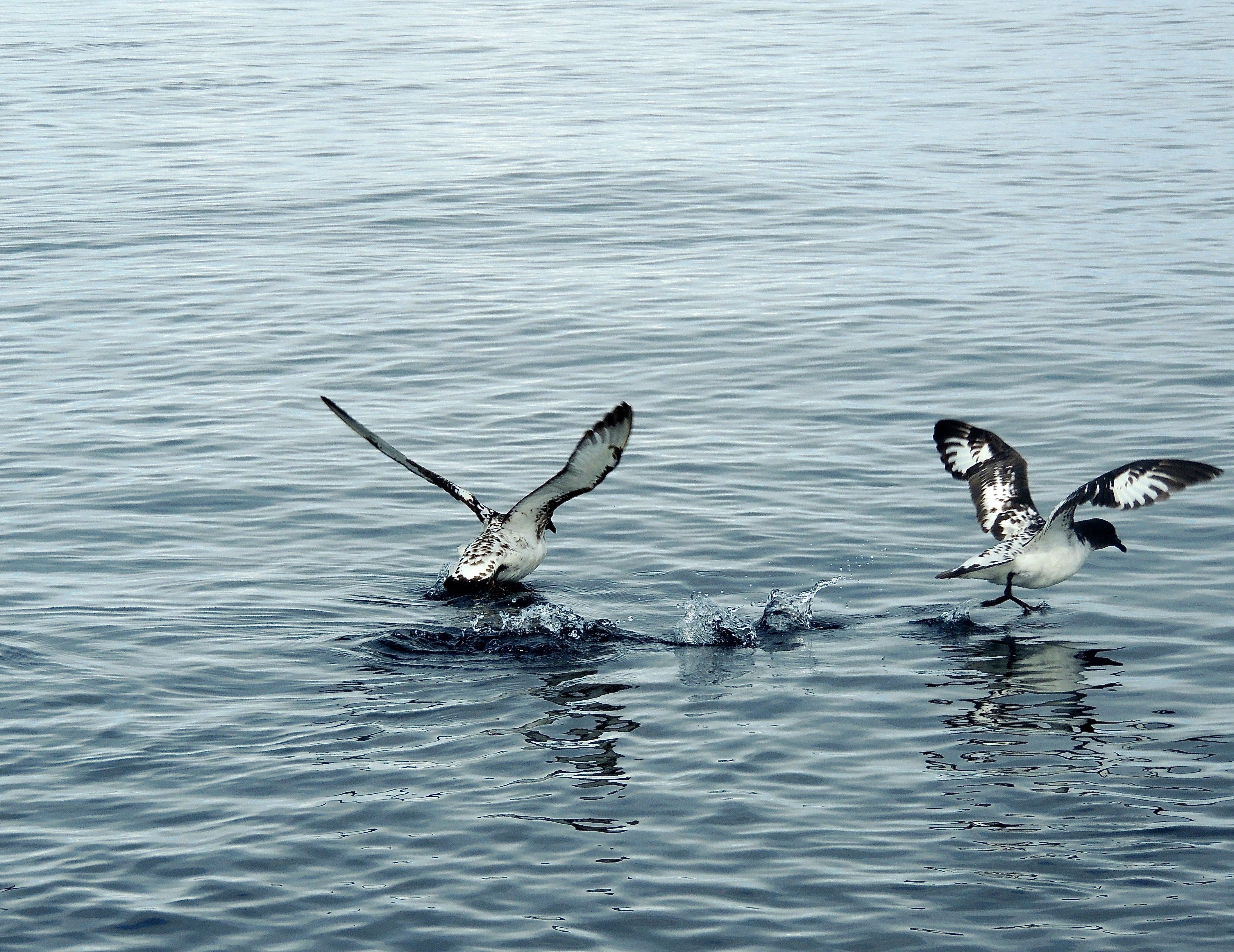 Cape Petrels