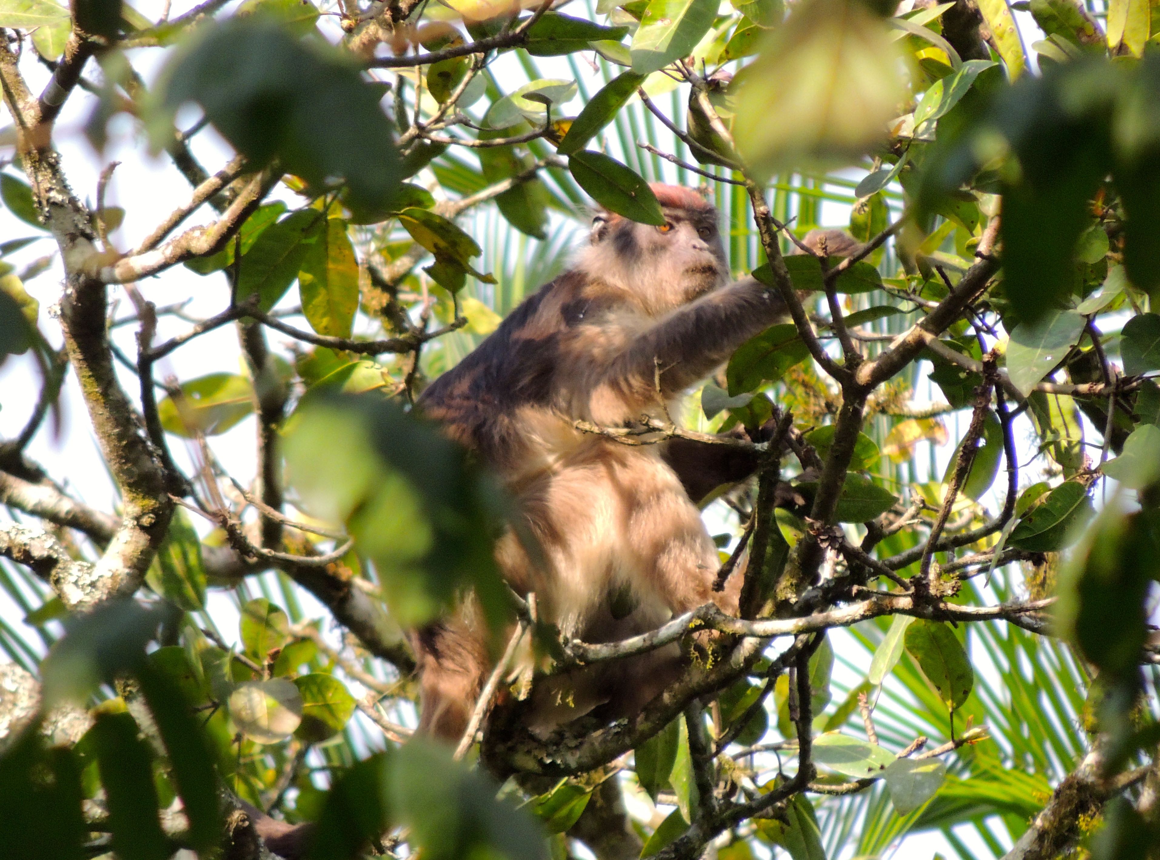 Central African Red Colobus