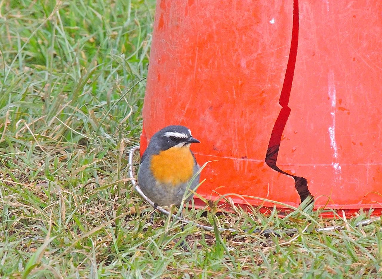 Cape Robin-Chat