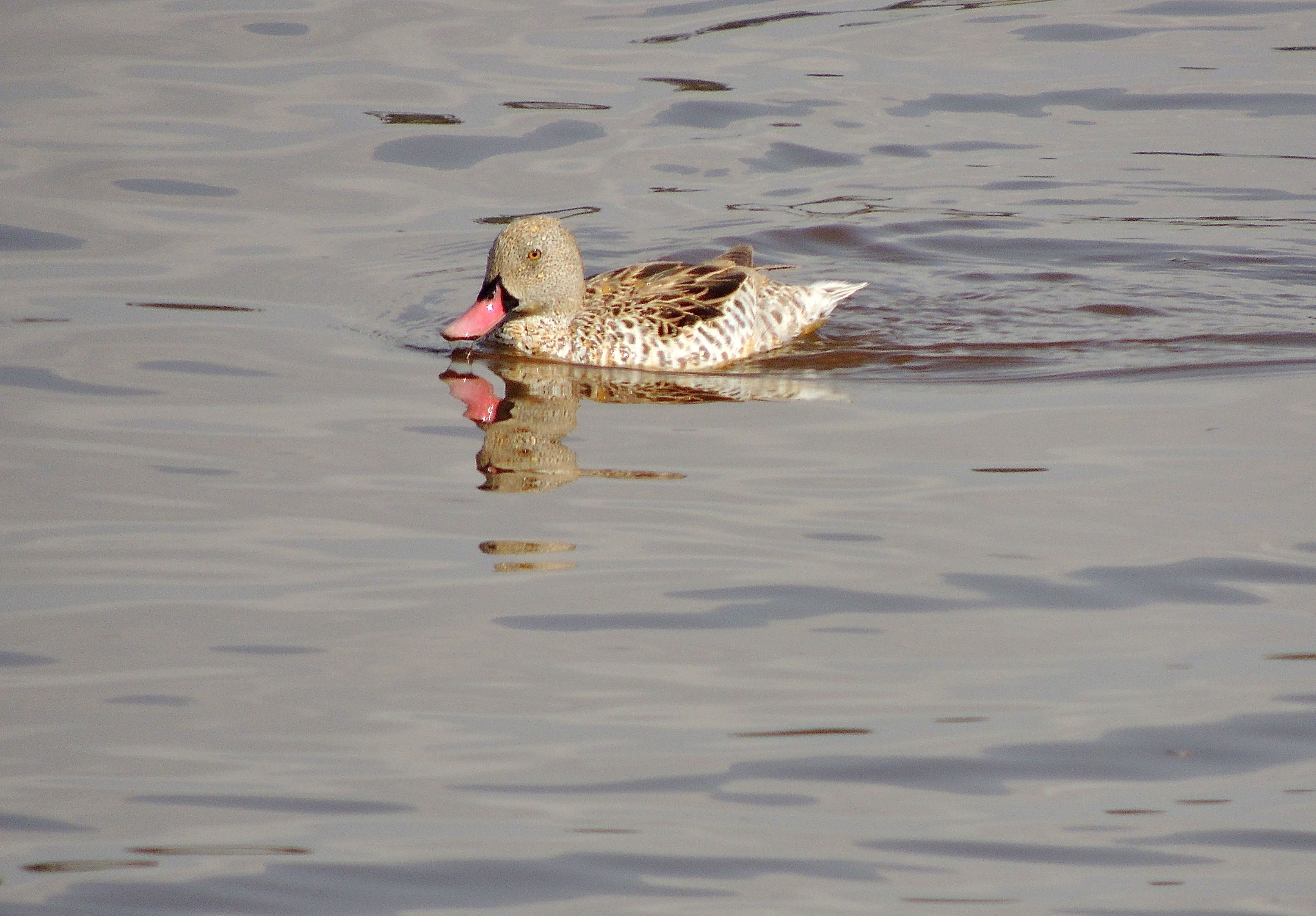 Cape Teal