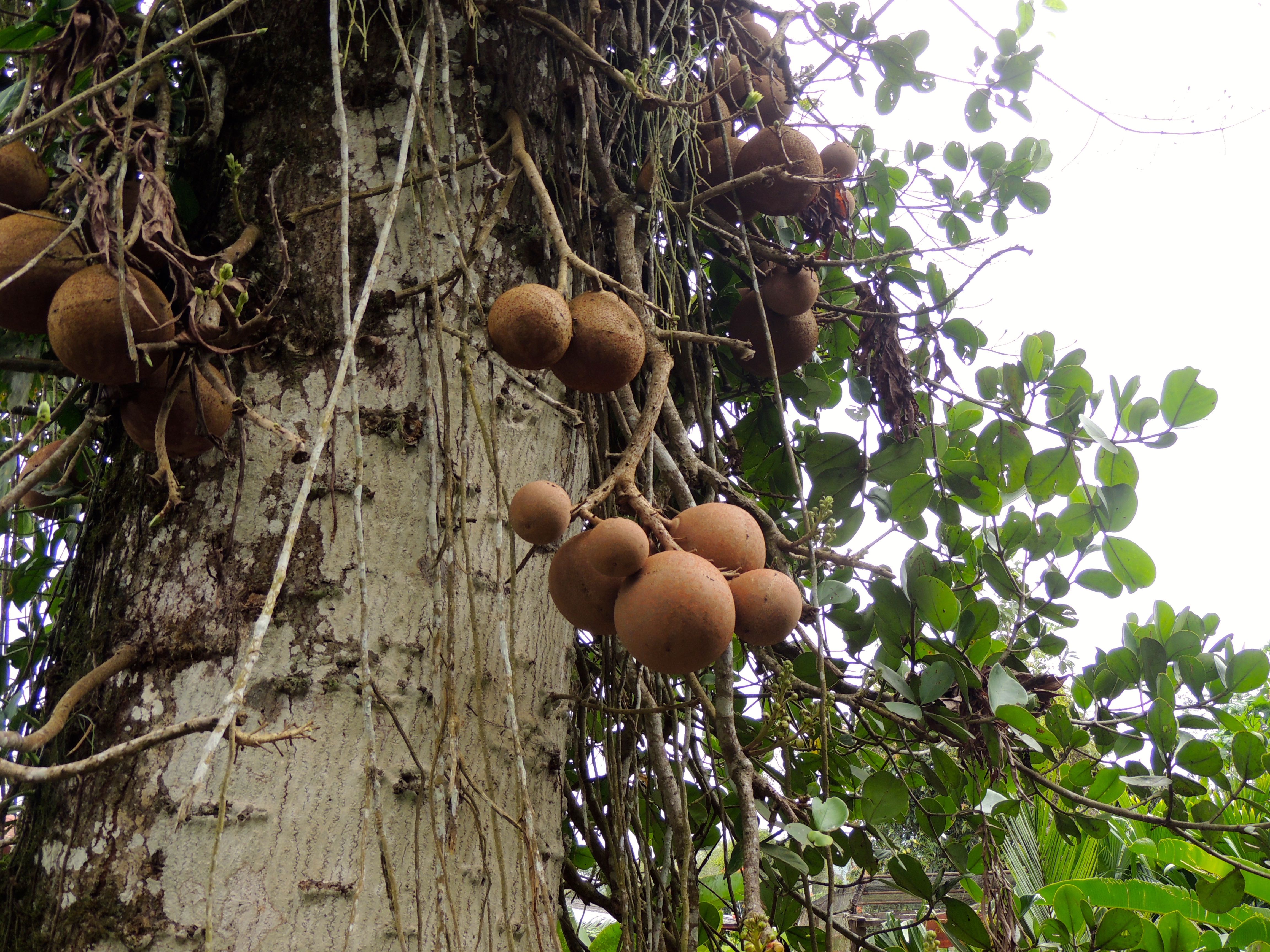 Cannonball Tree