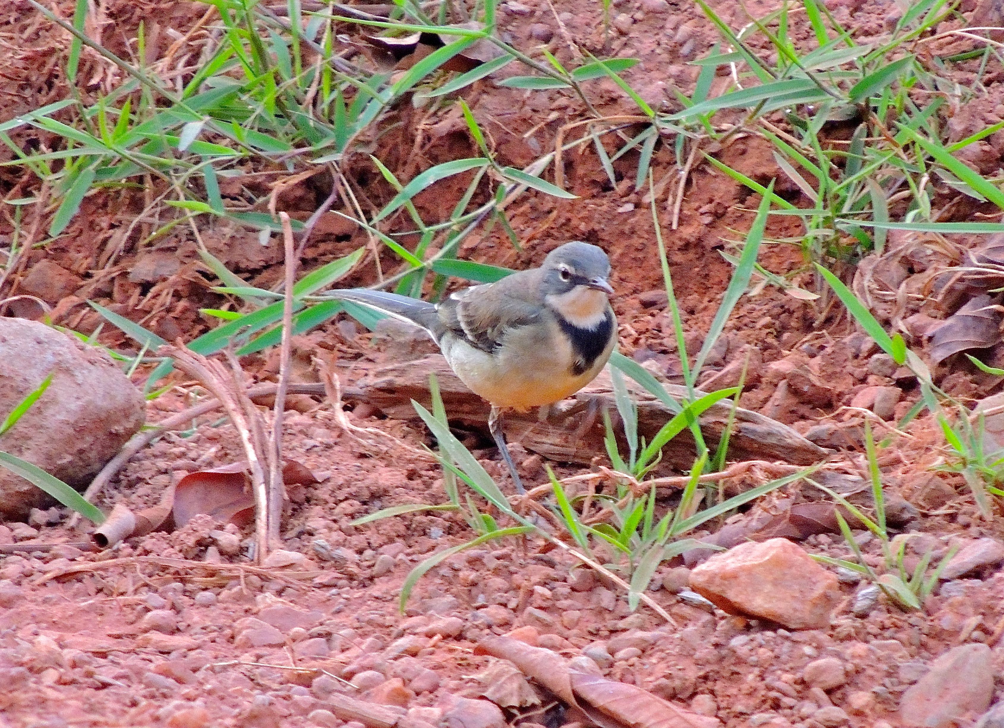 Cape Wagtail