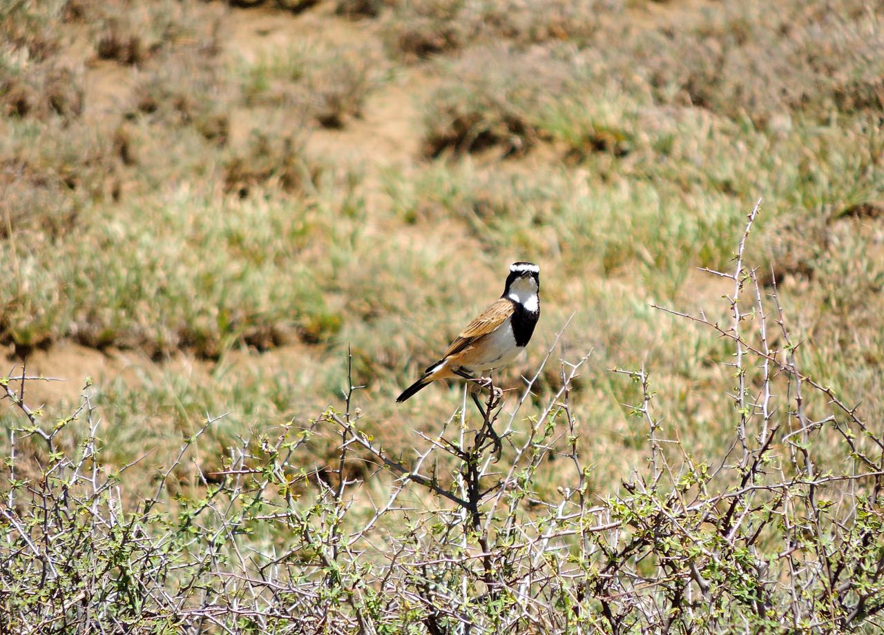 Capped Wheatear