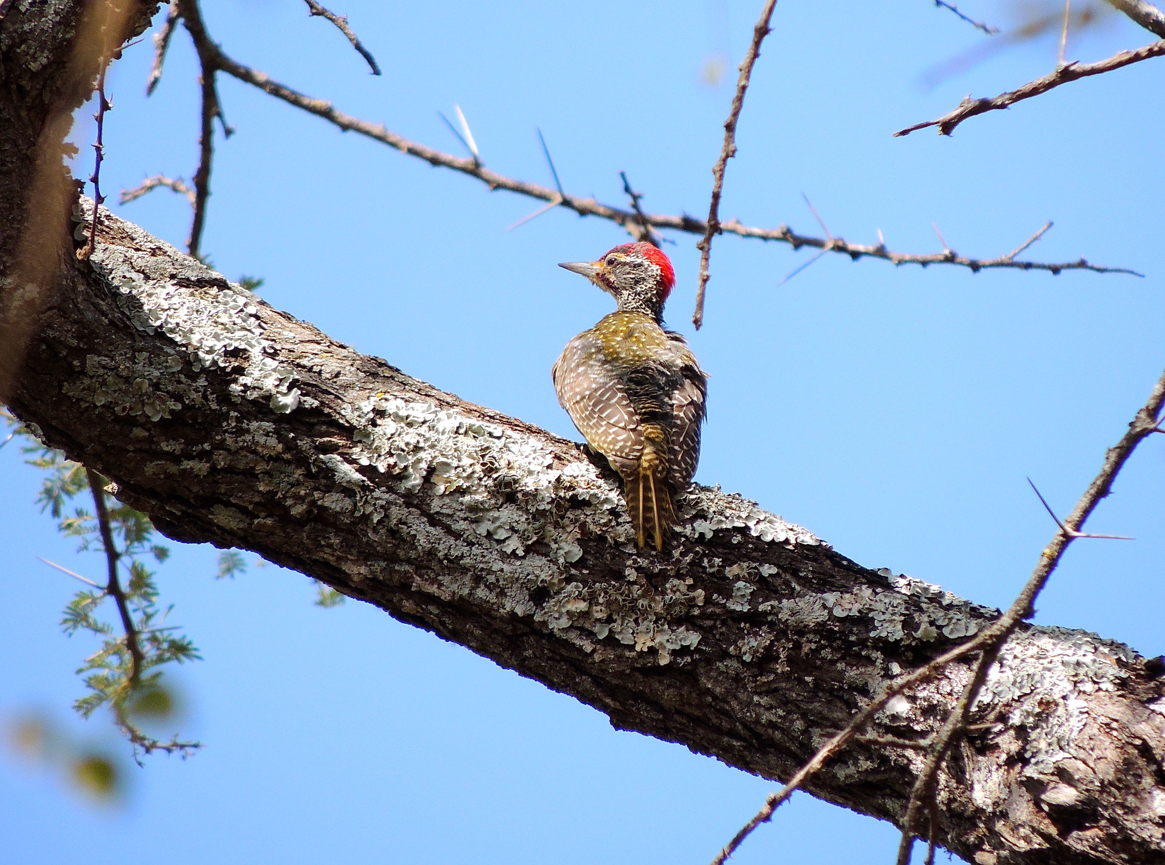 Cardinal Woodpecker