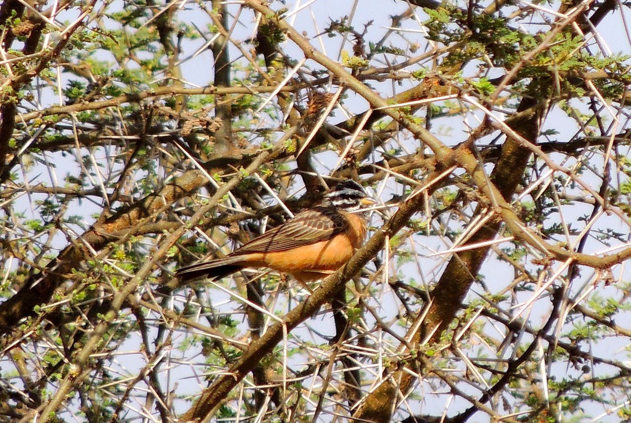 Cinnamon-breasted Bunting