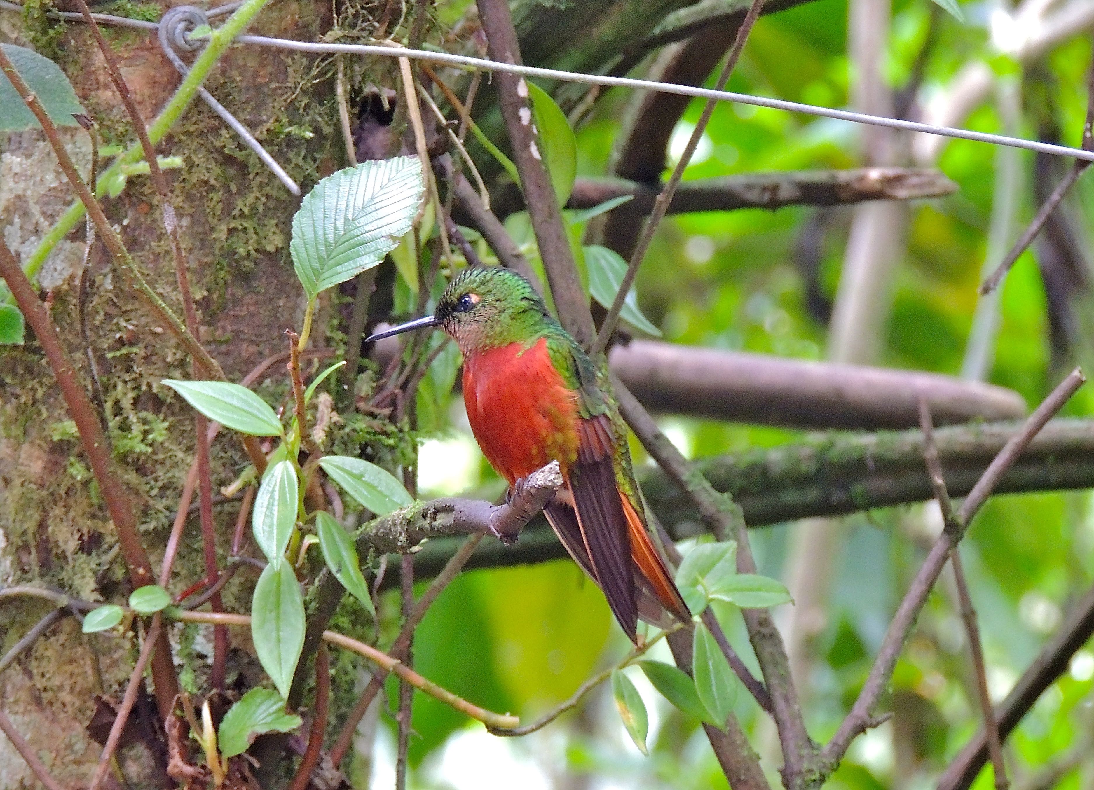 Chestnut-breasted Coronet