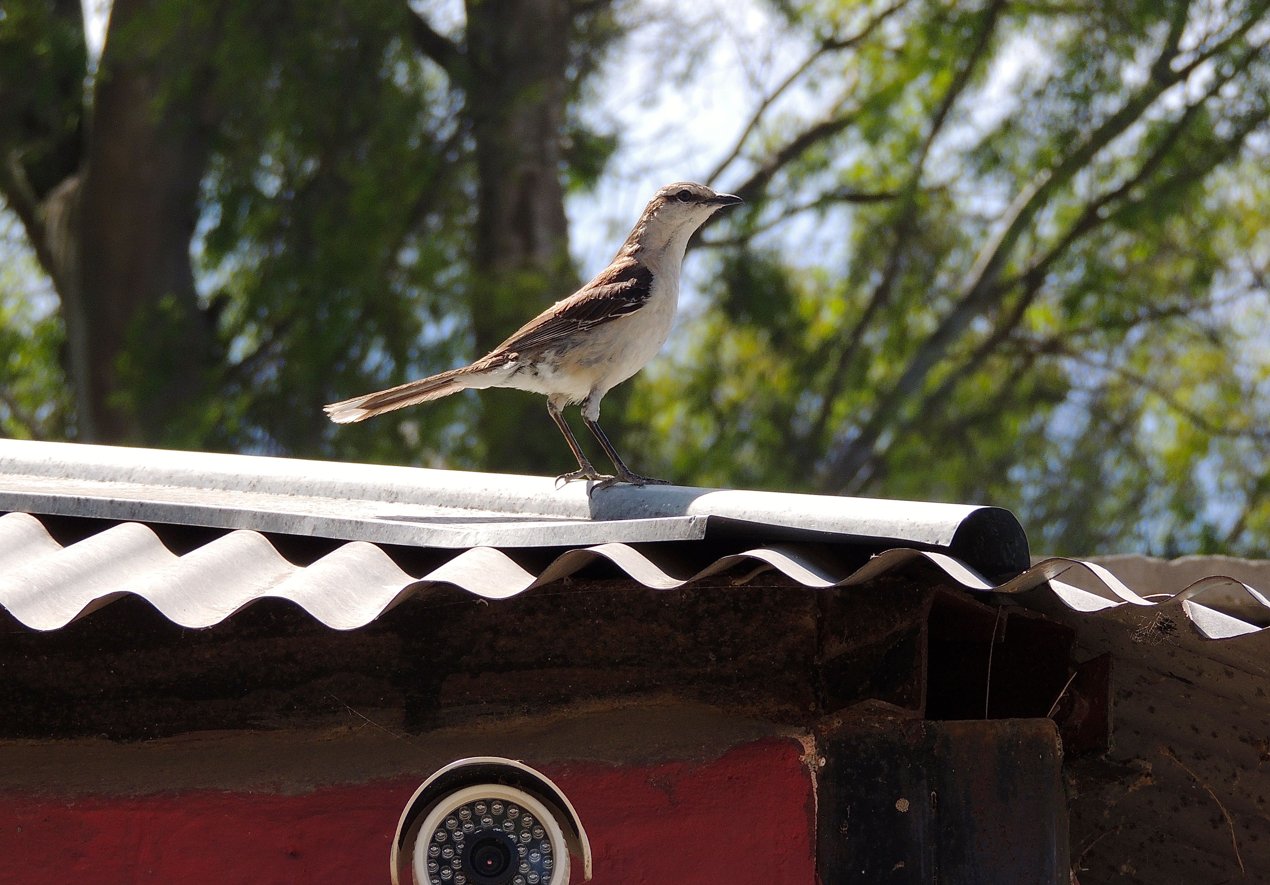 Chalk-browed Mockingbird