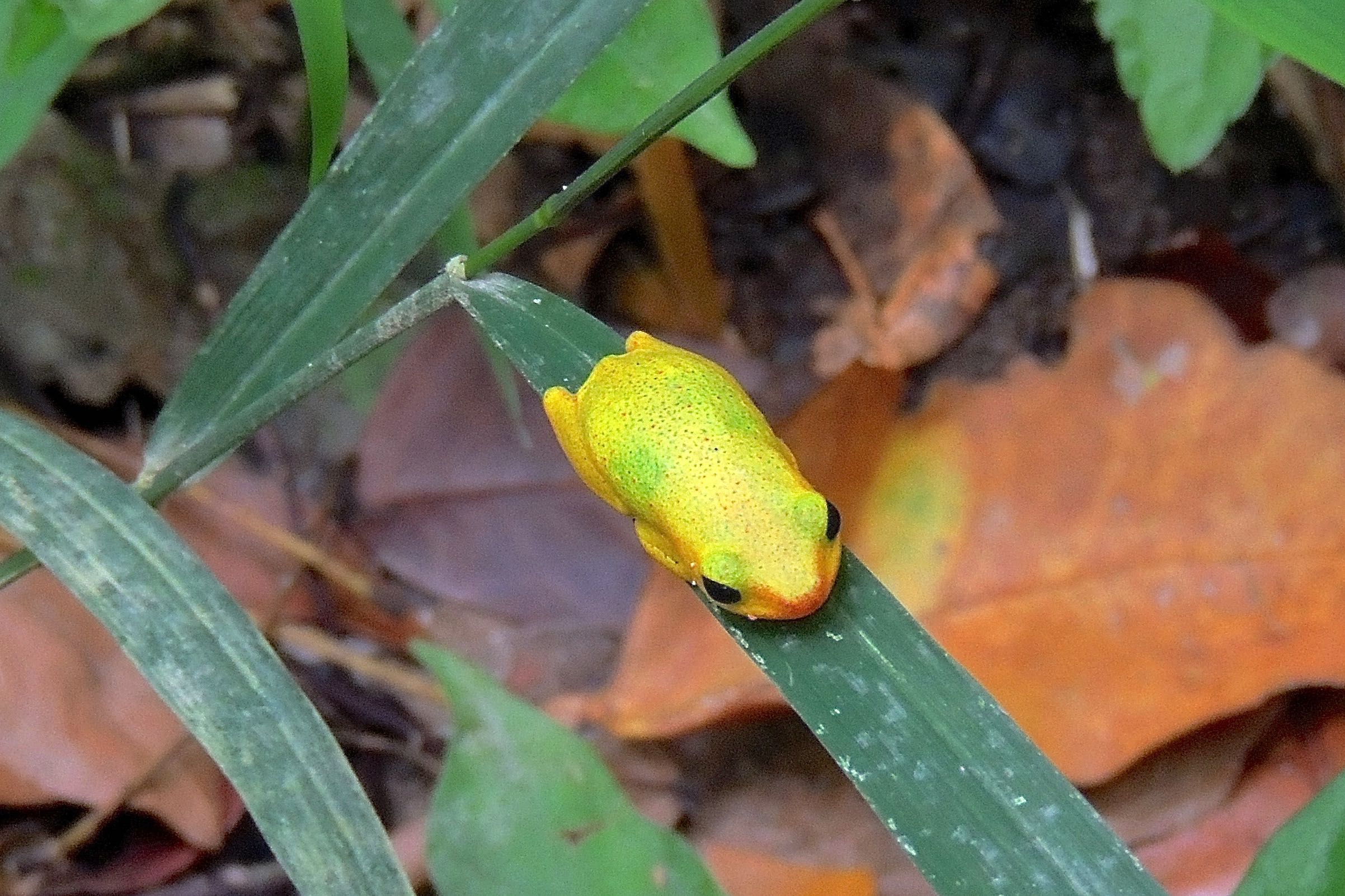 Cinnamon-bellied Reed Frog