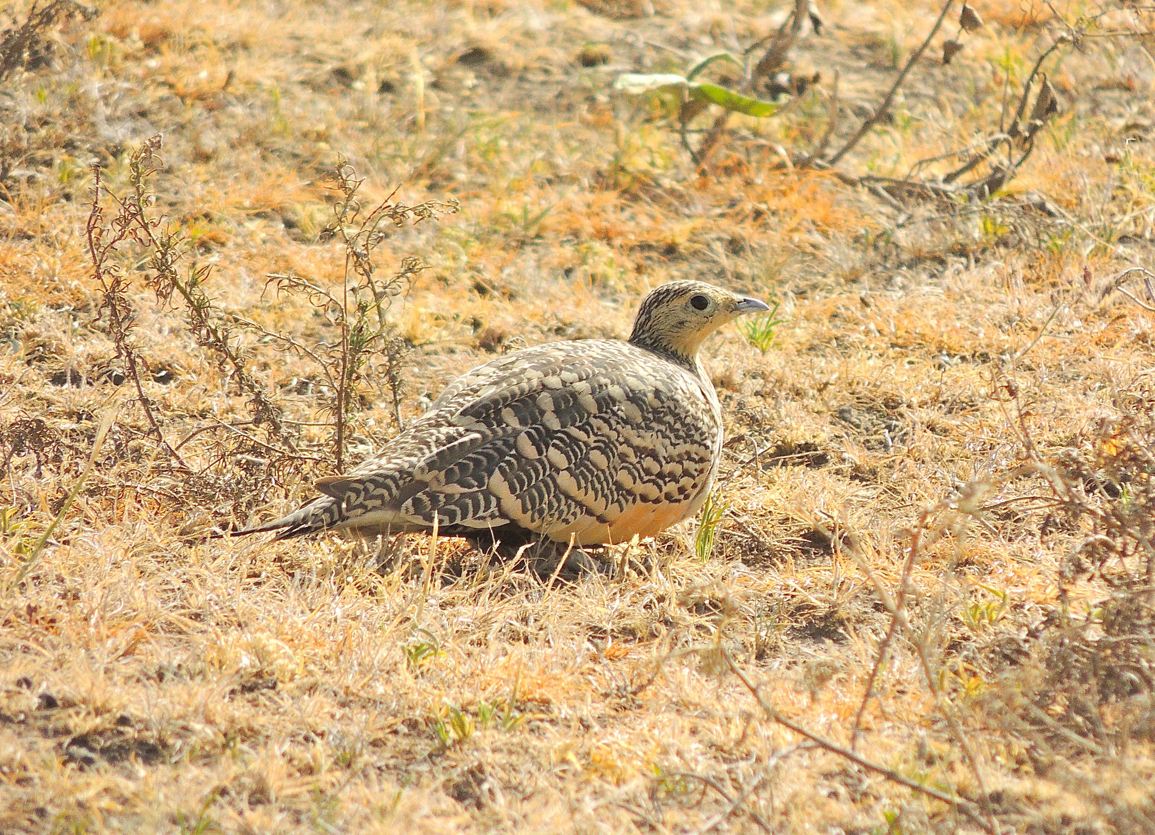 Chestnut-bellied Sandgrouse