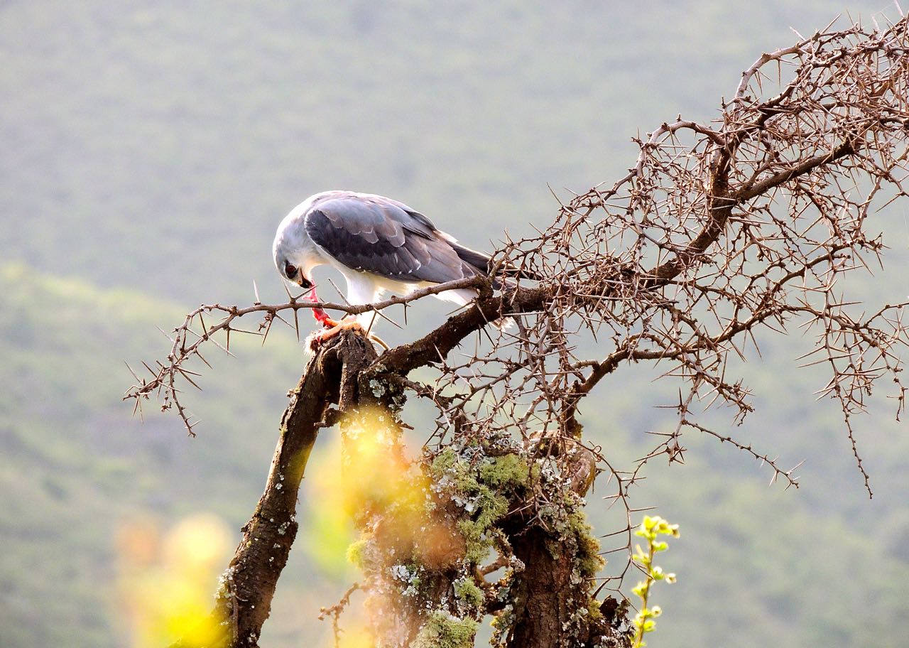 Common Black-shouldered Kite