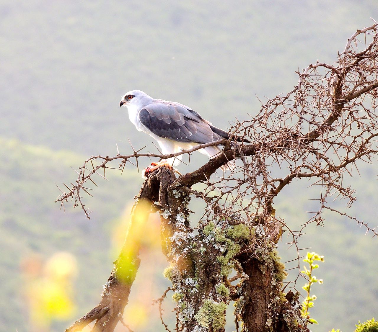 Common Black-shouldered Kite