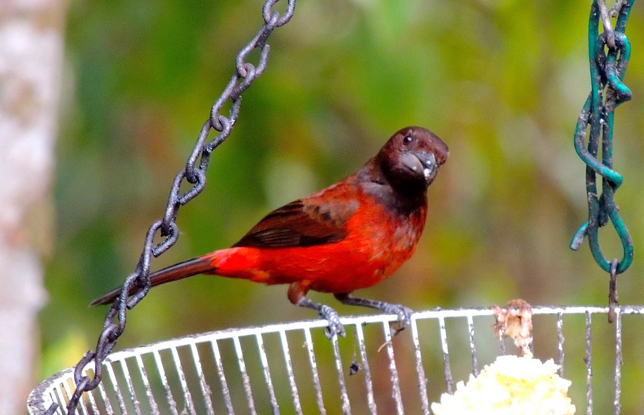 Crimson-backed Tanager