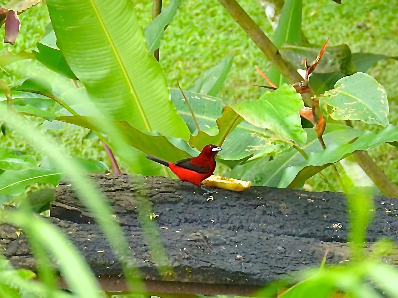 Crimson-backed Tanager