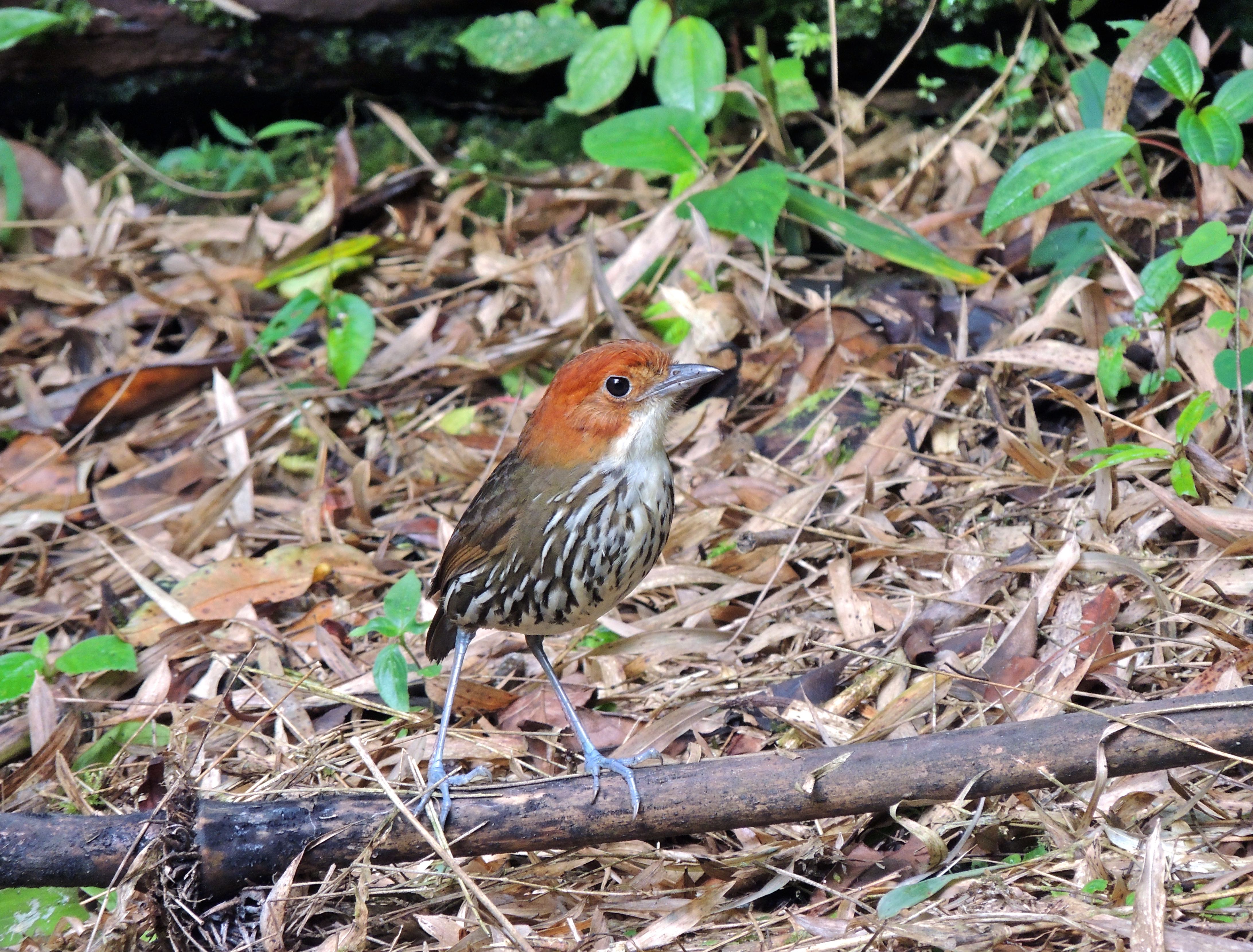 Chestnut-crowned Antpitta