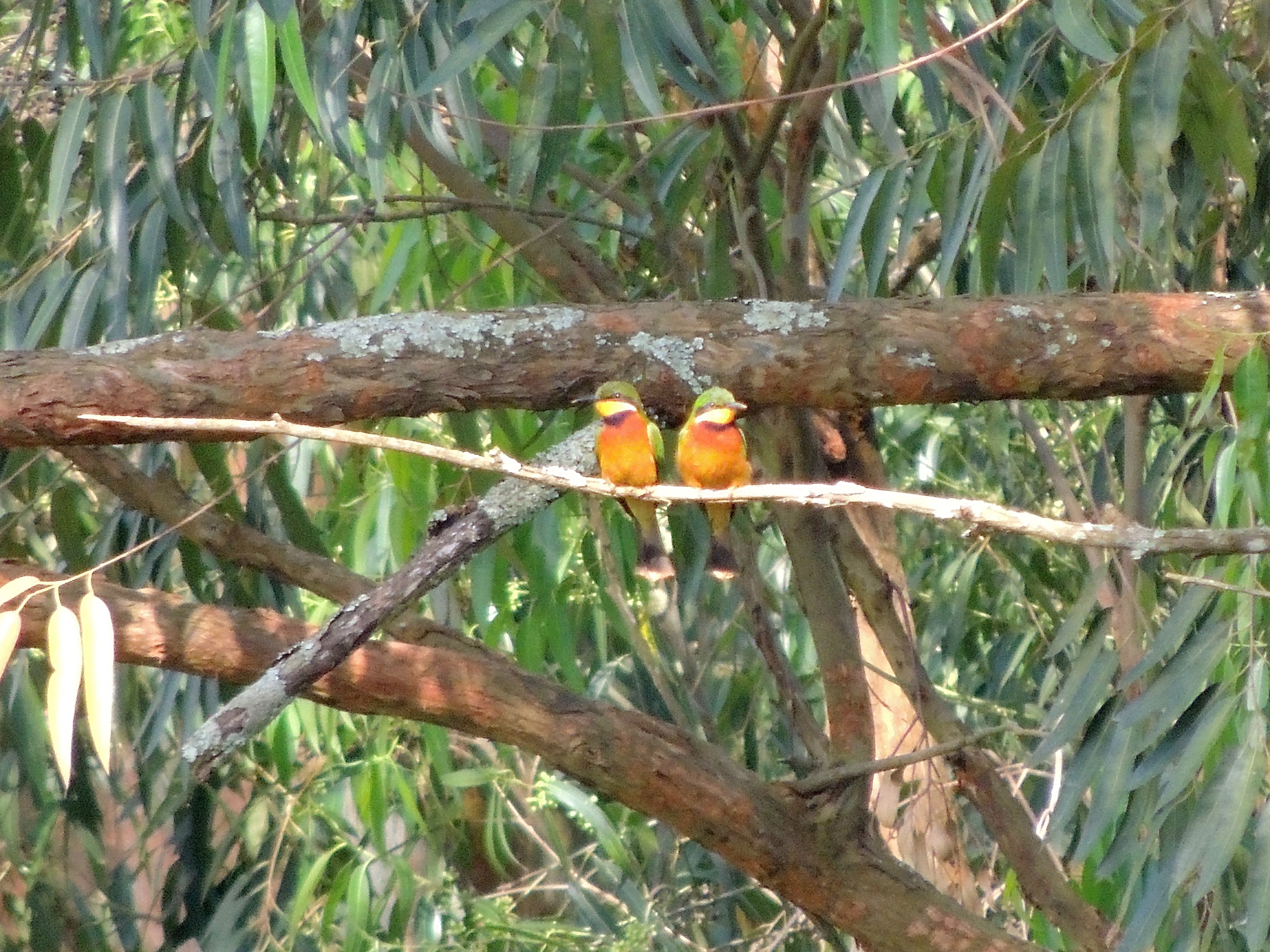 Cinnamon-chested Bee-eater