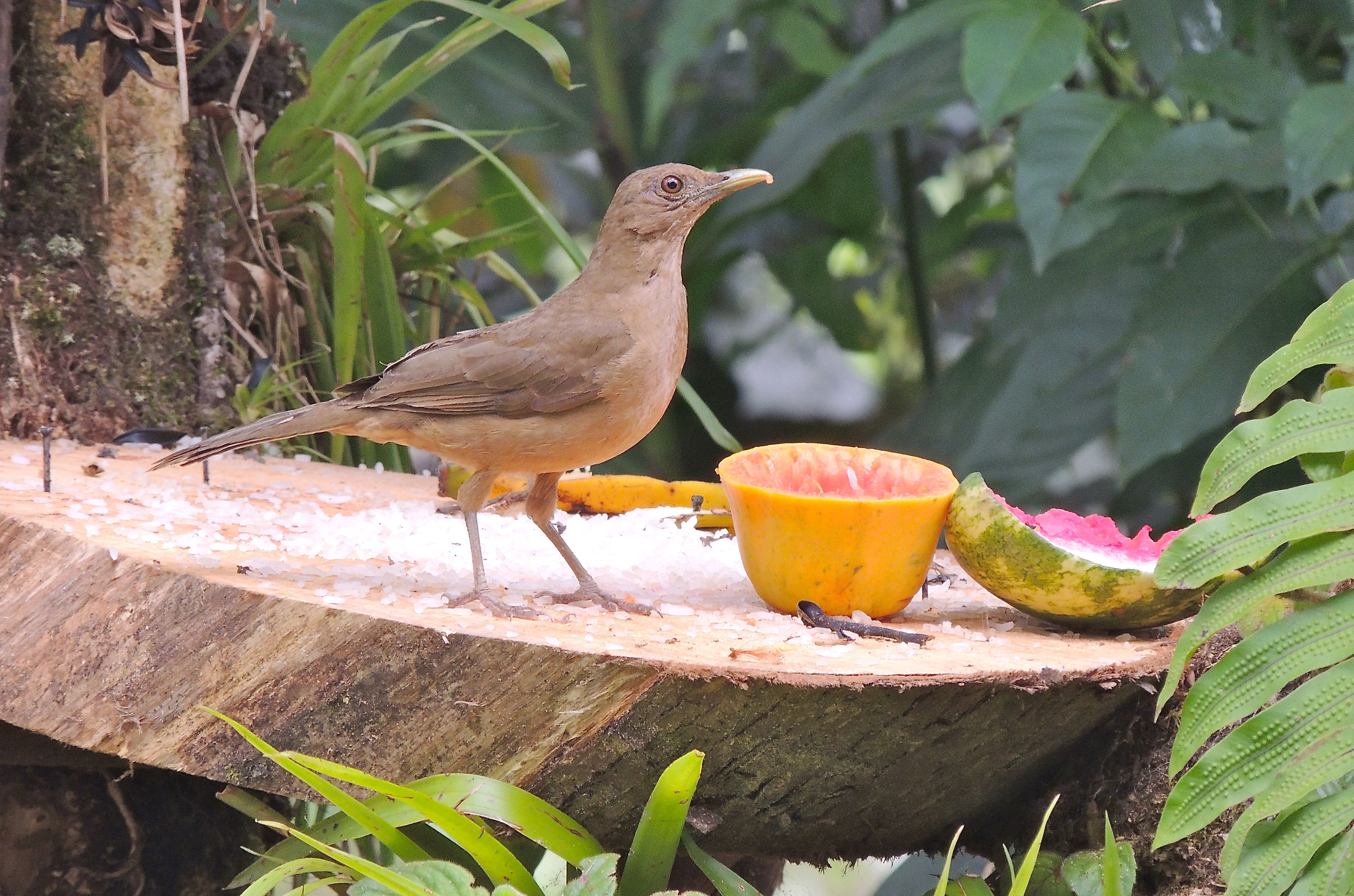 Clay-colored Thrush