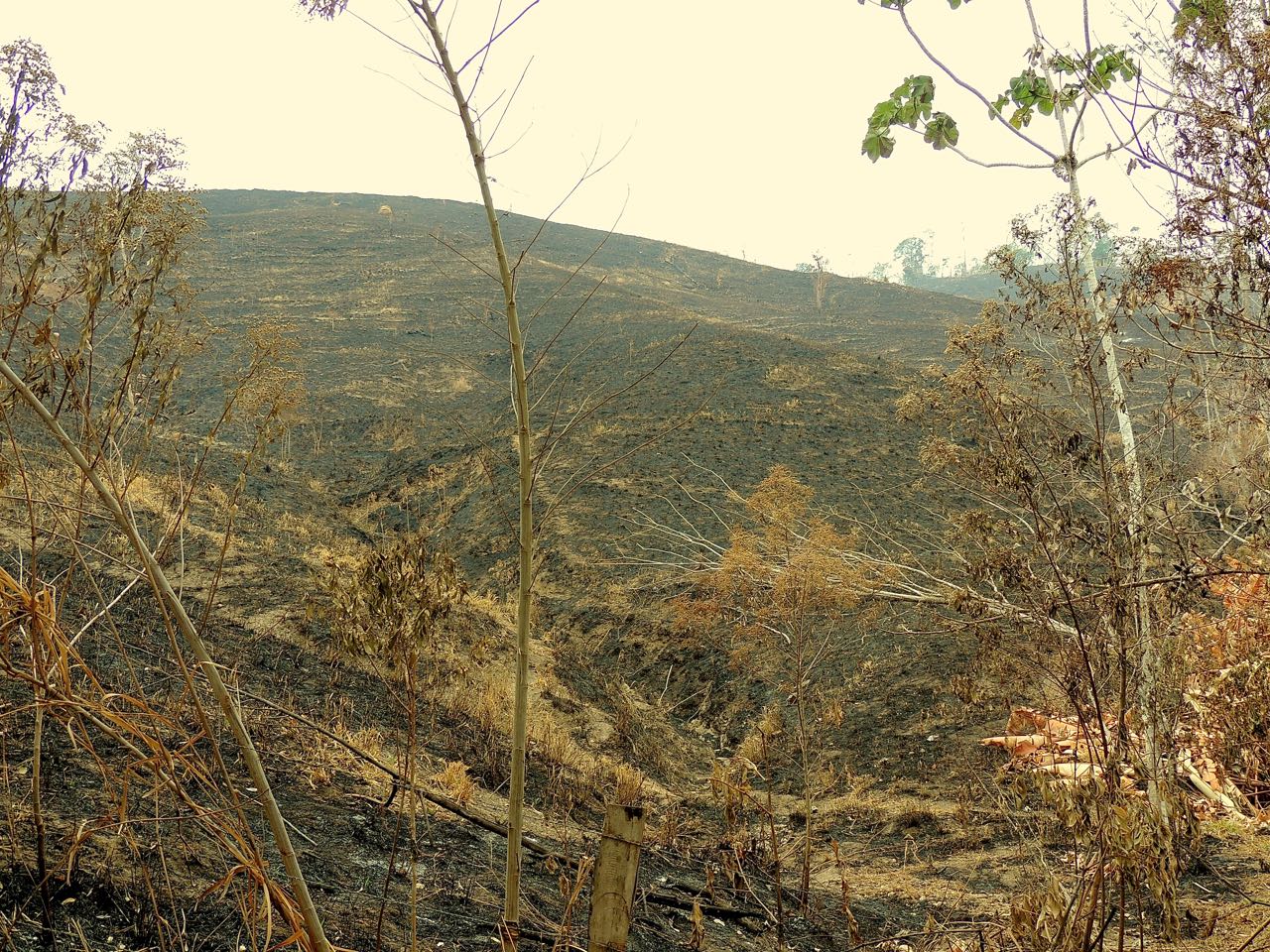 Burned Hillside