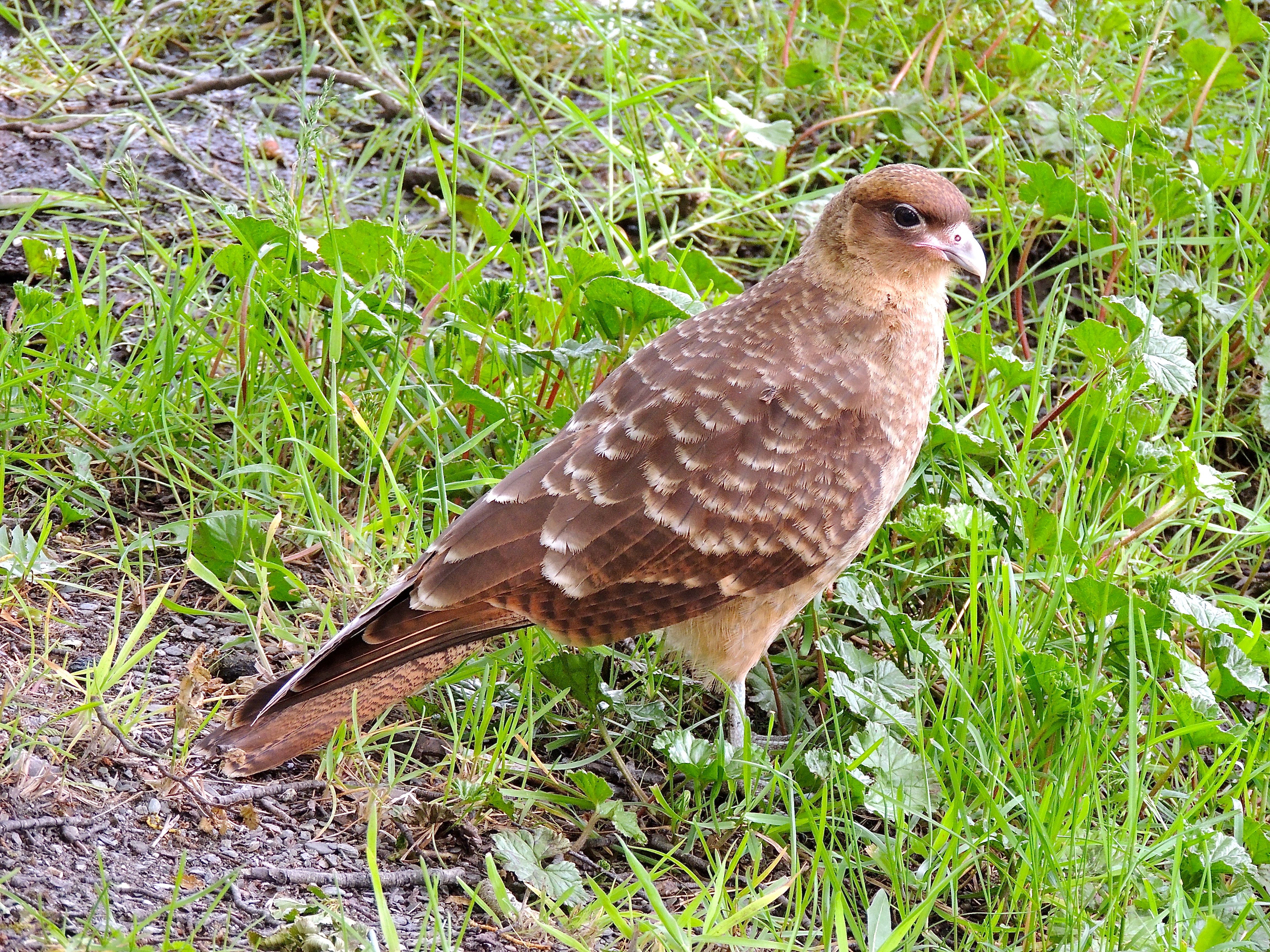 Chimango Caracara