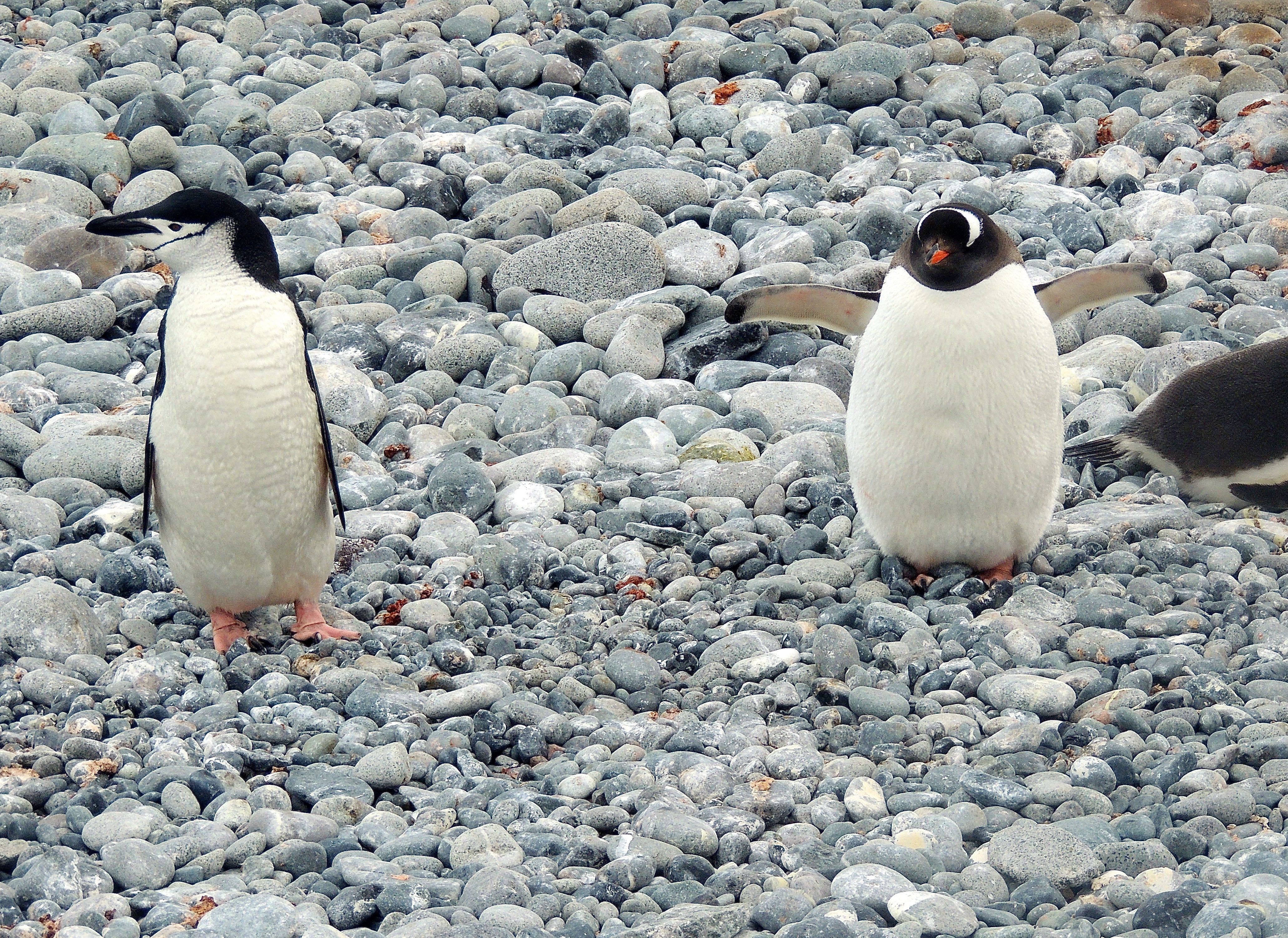 Chinstrap and Gentoo Penguins