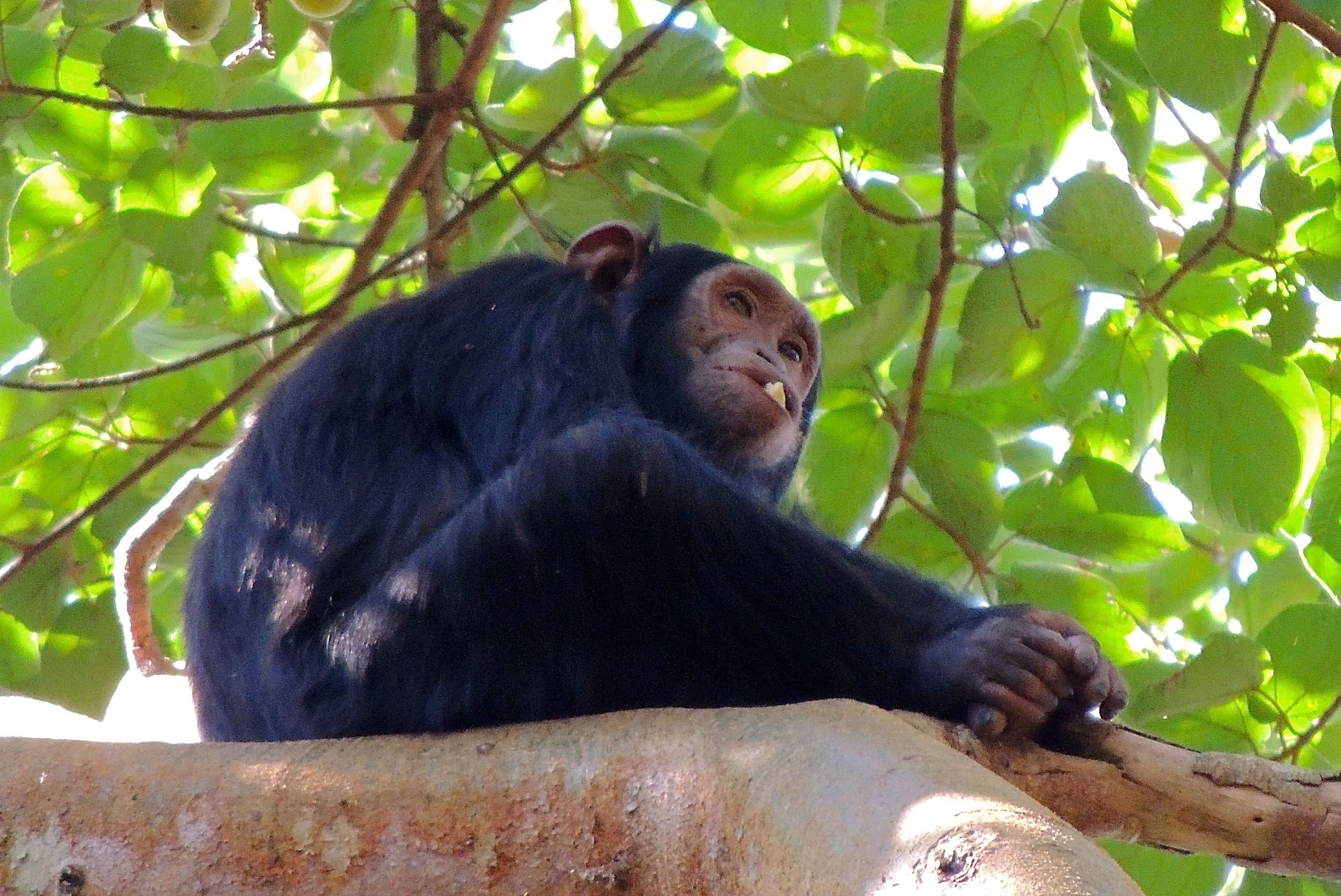 Common Chimpanzee