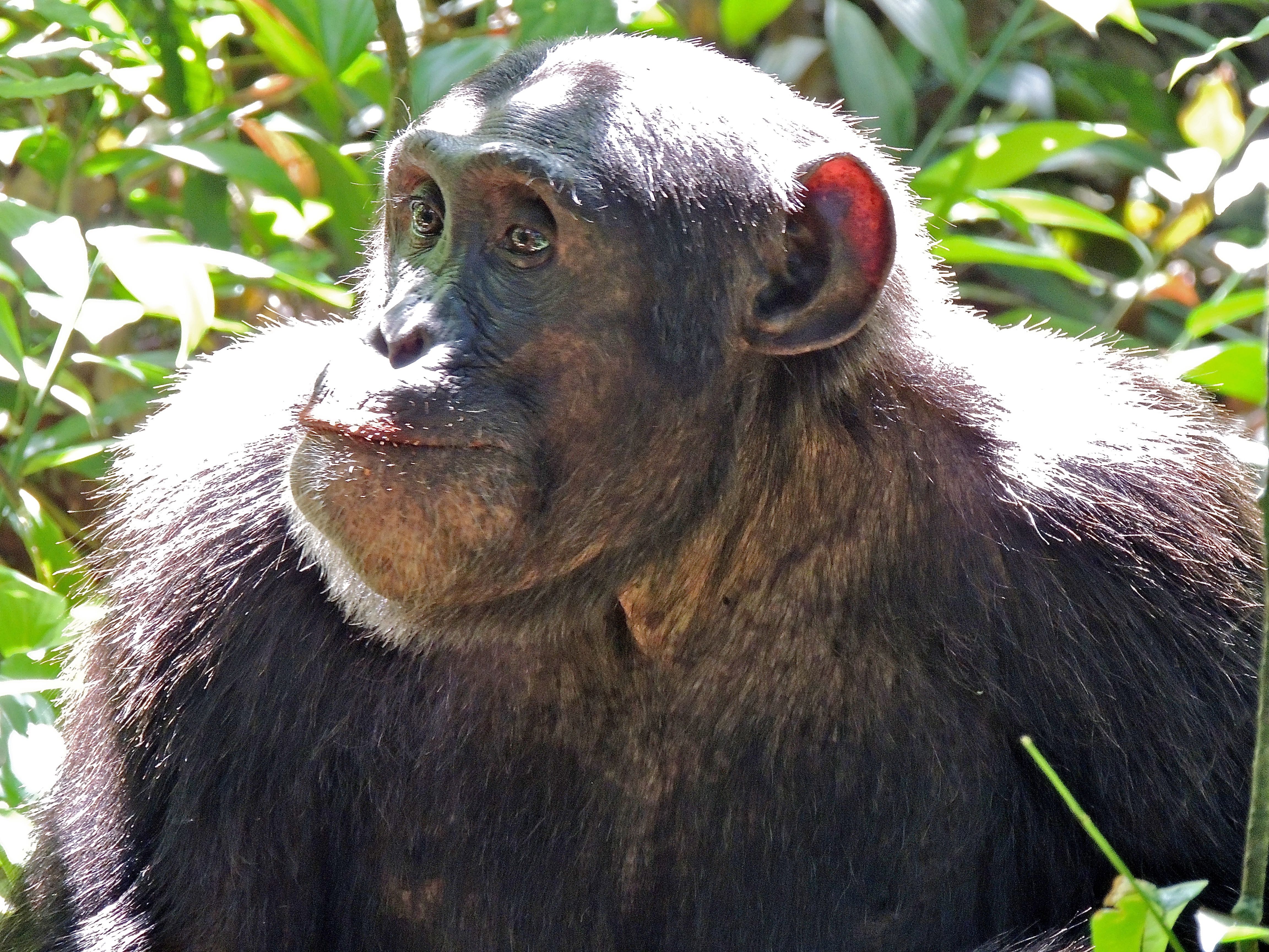 Common Chimpanzee