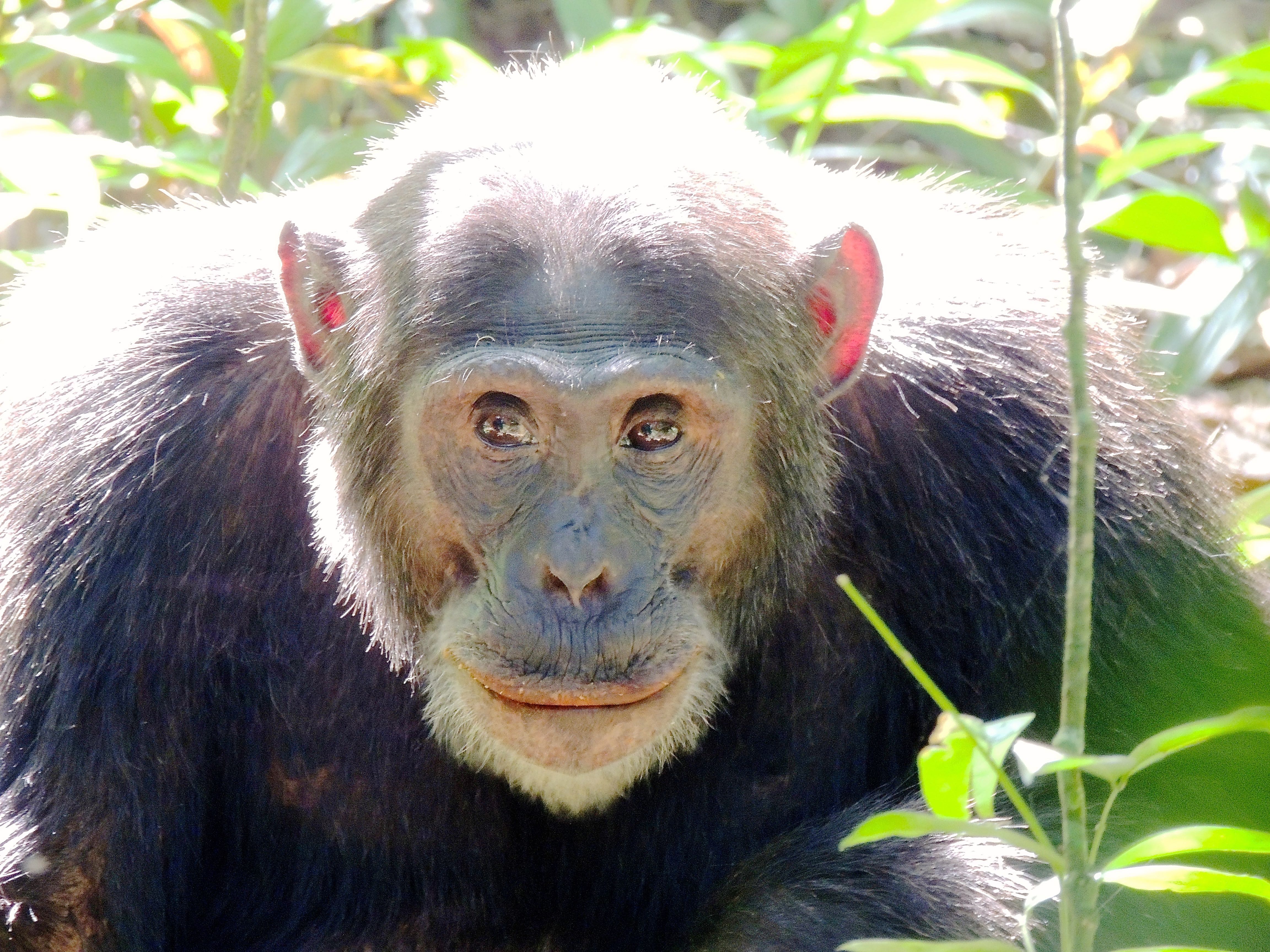 Common Chimpanzee