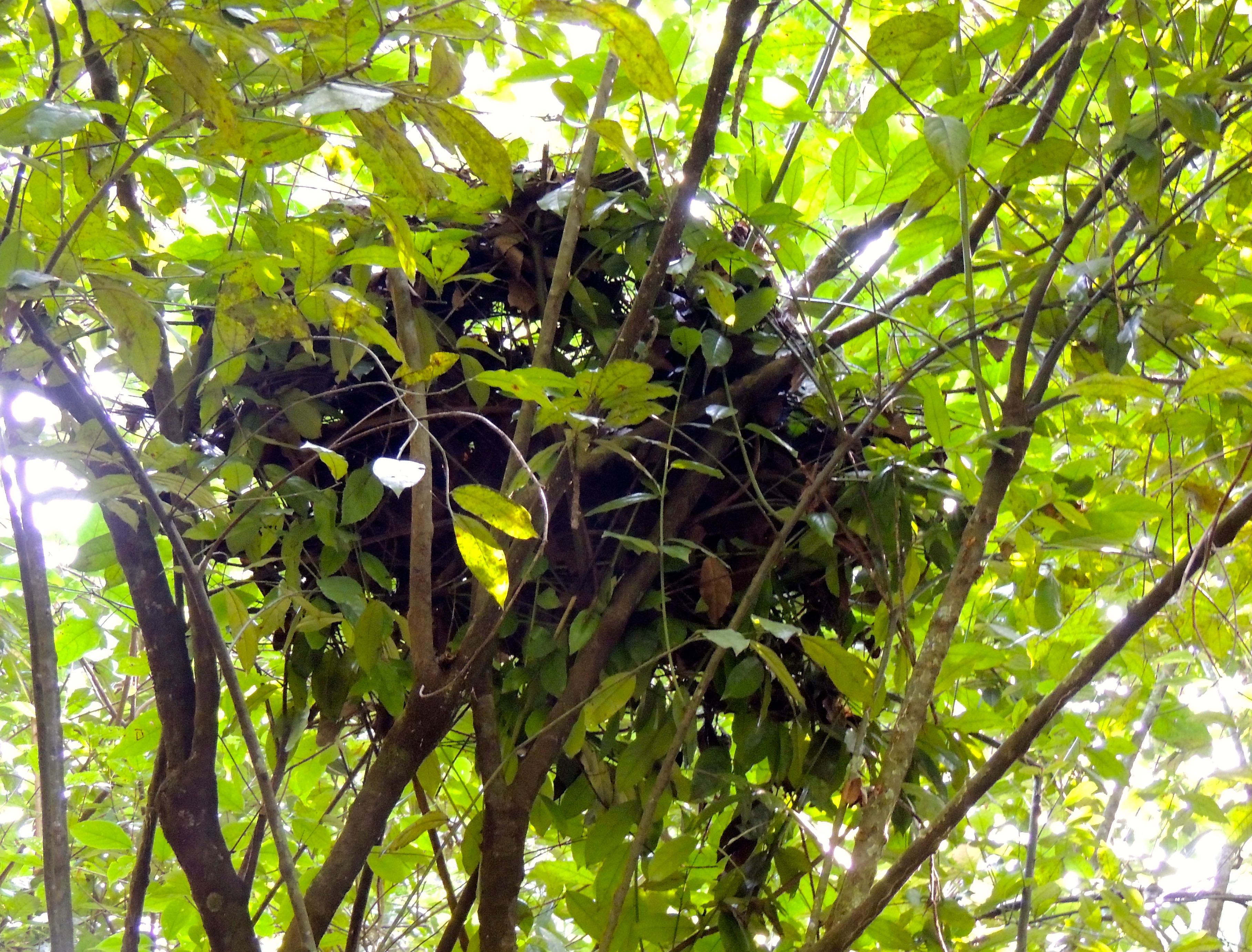 Chimpanzee Nest