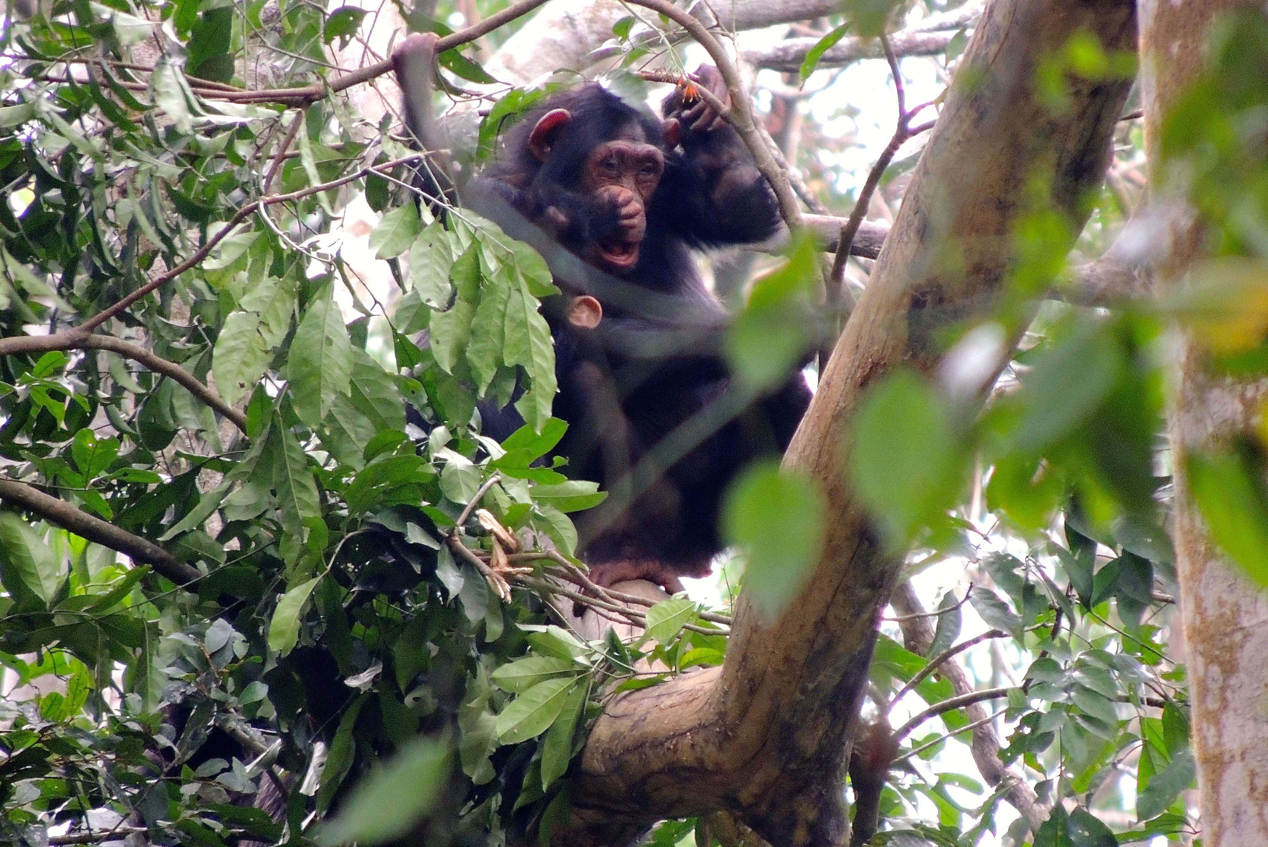 Common Chimpanzees