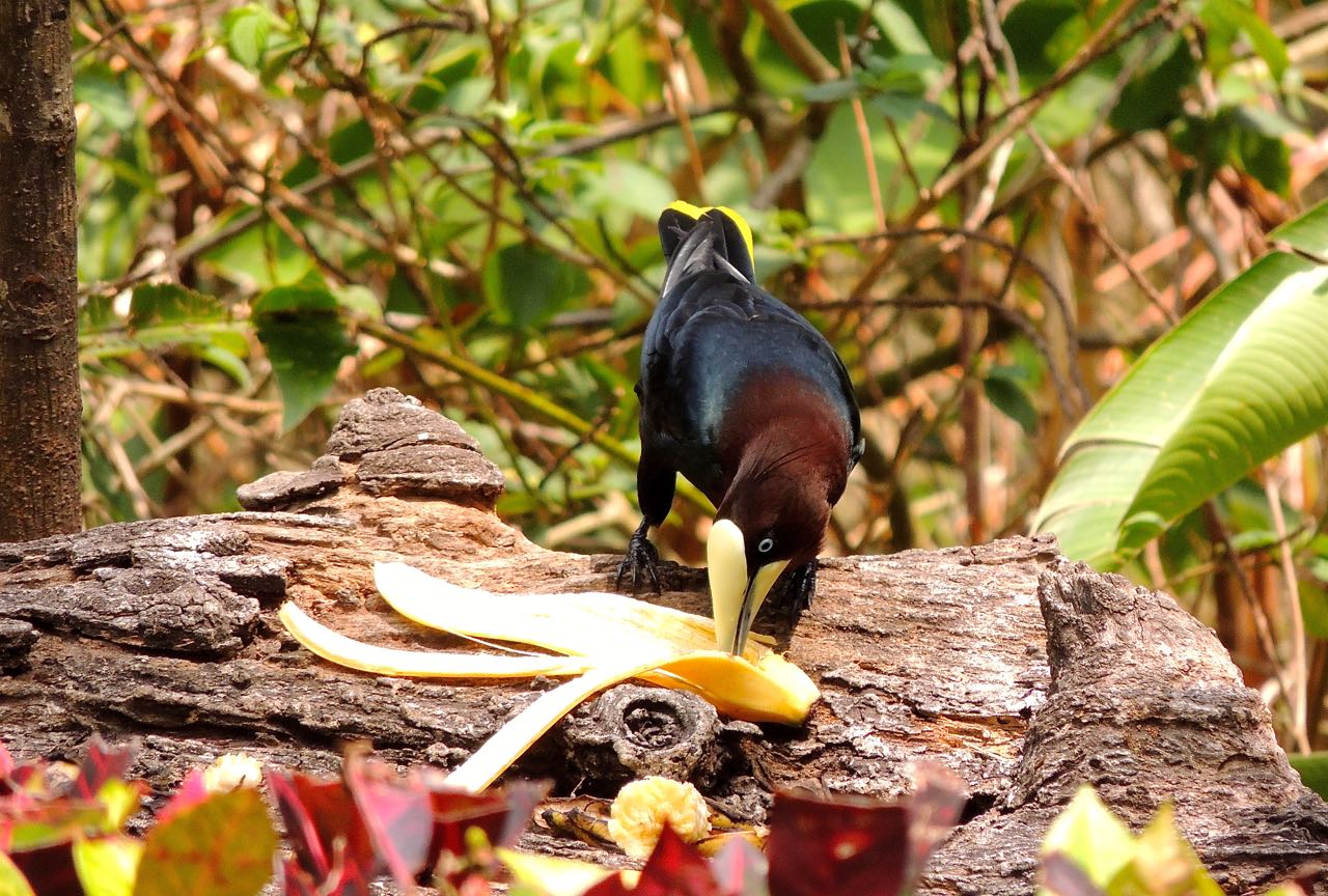 Chestnut-headed Oropendola