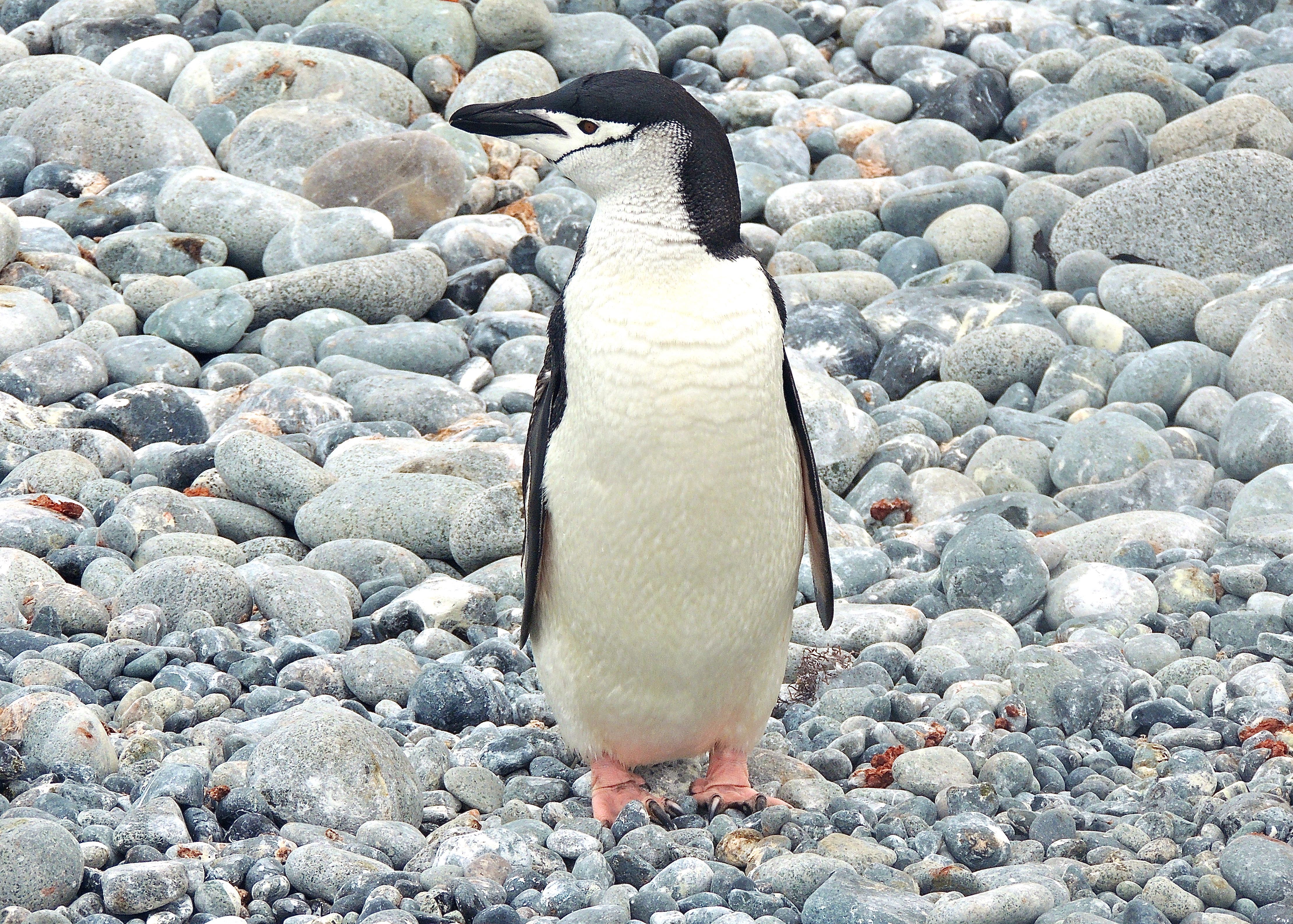 Chinstrap Penguin