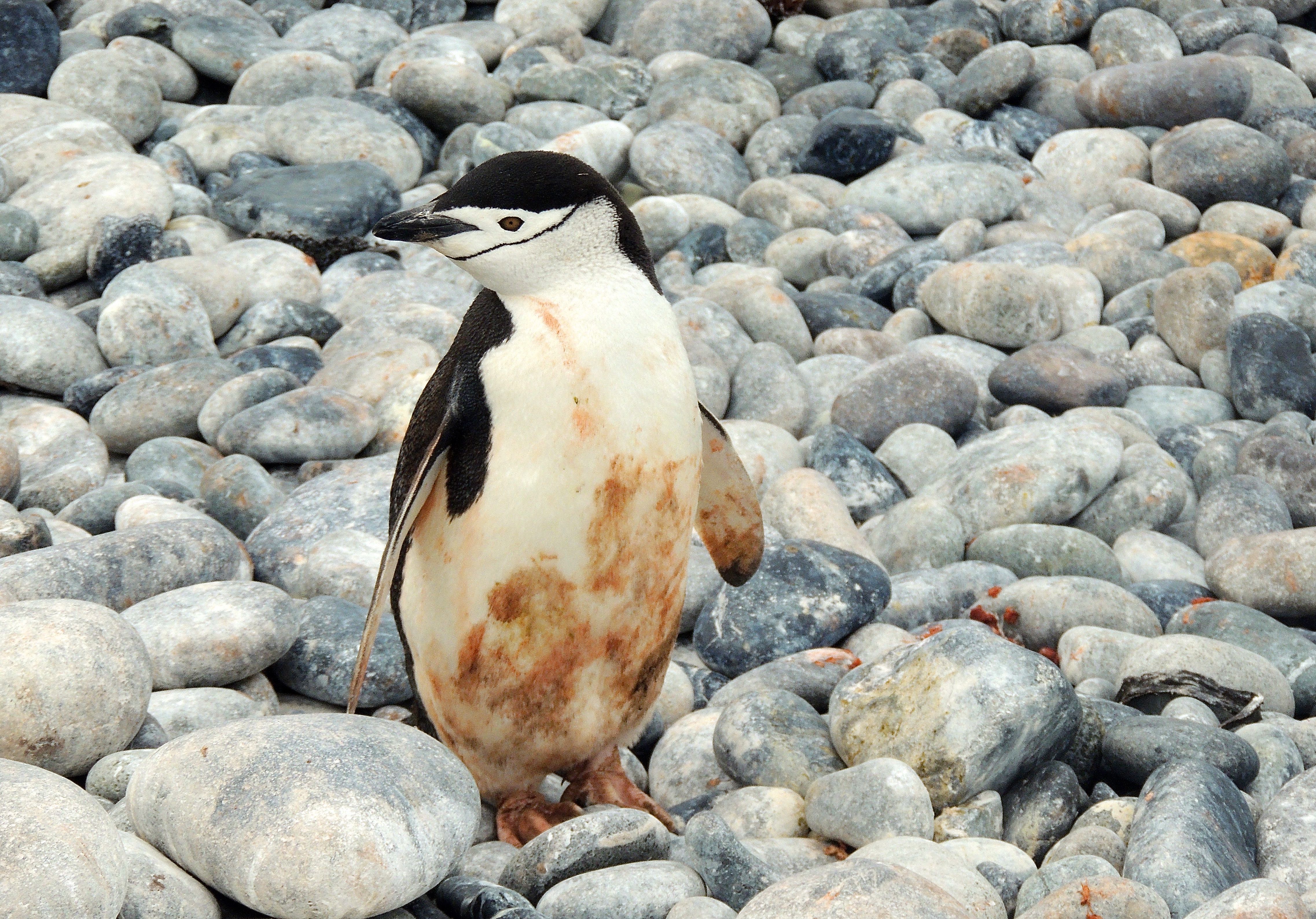 Chinstrap Penguin