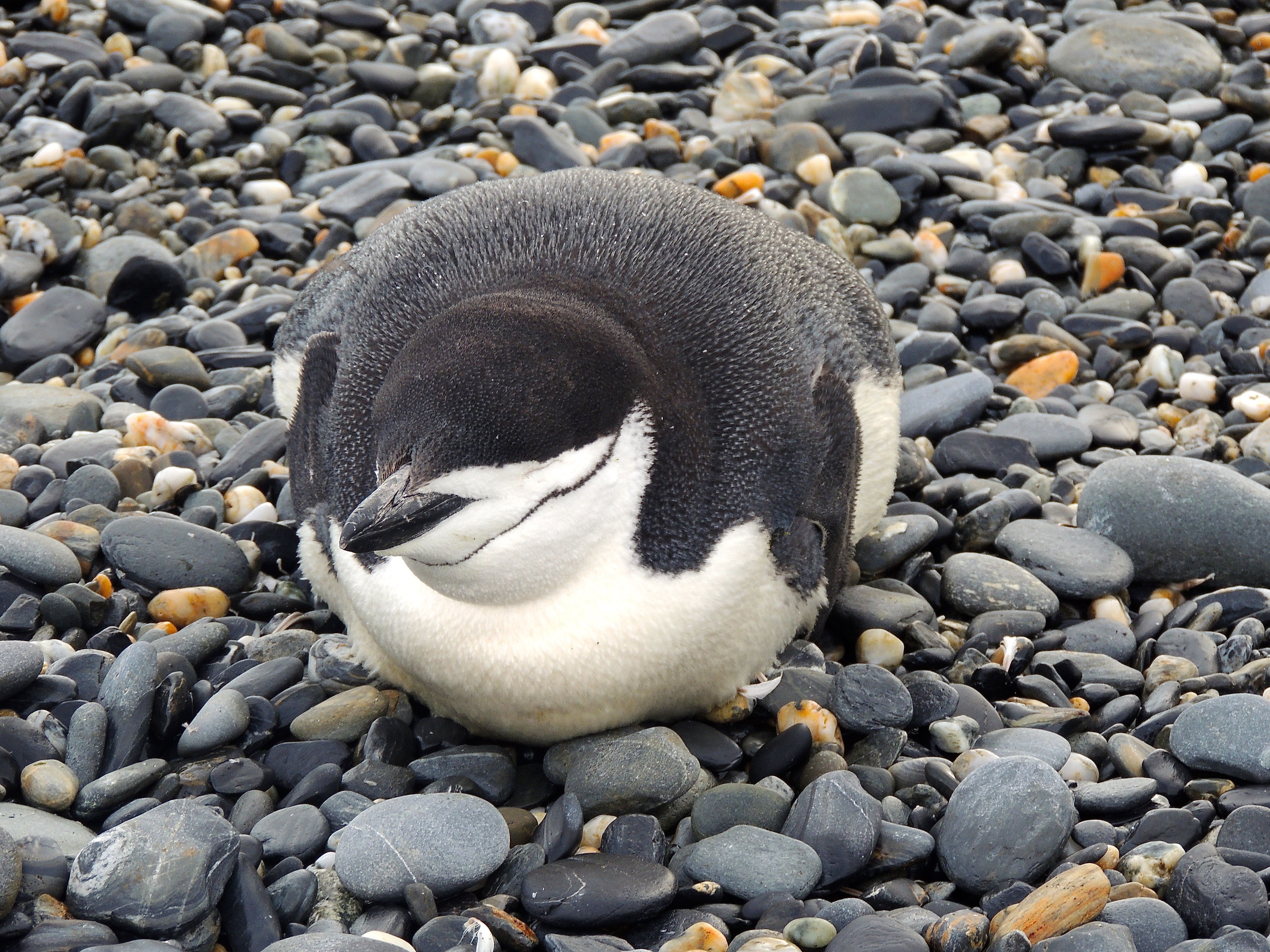 Chinstrap Penguin