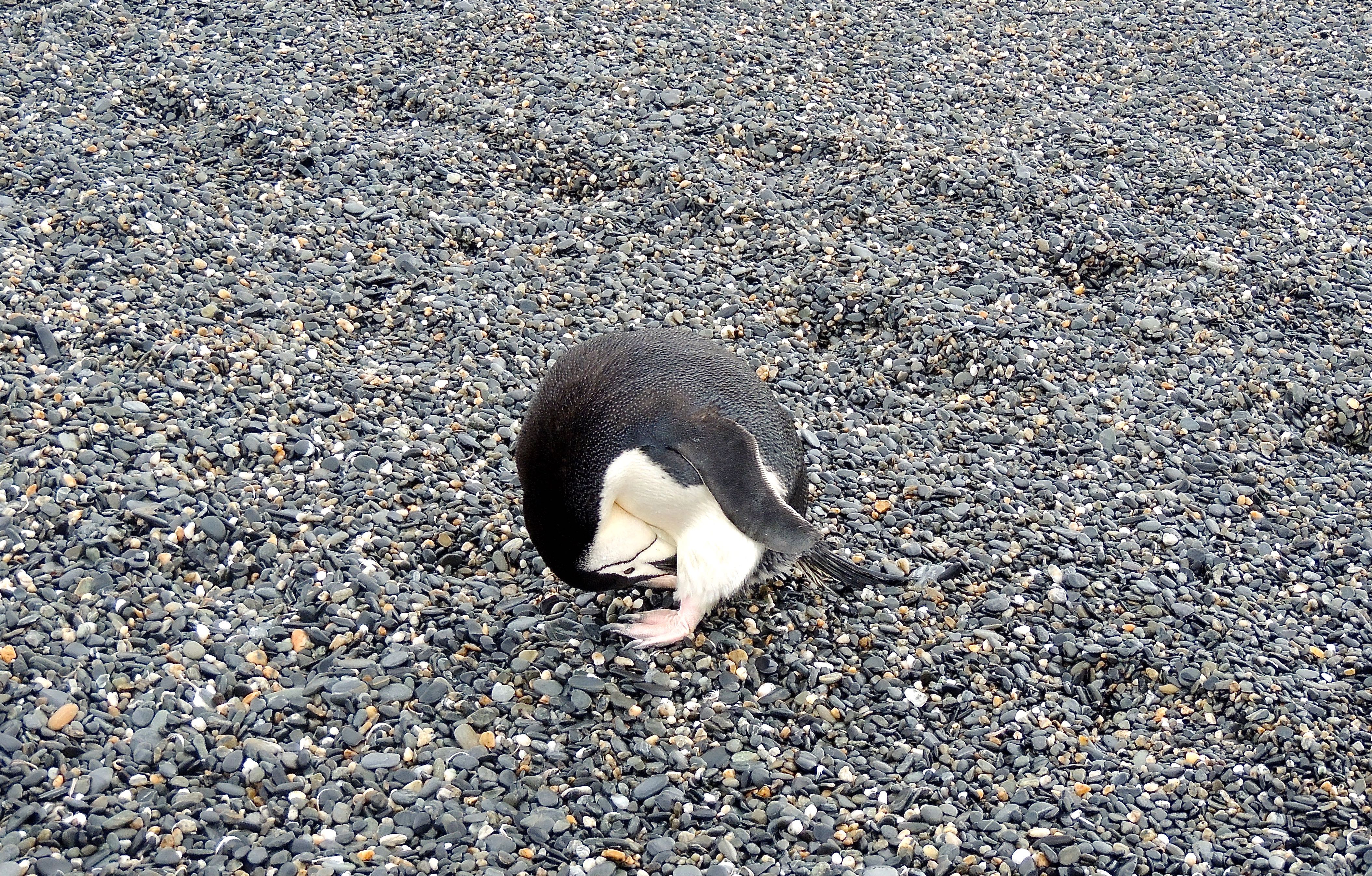 Chinstrap Penguin