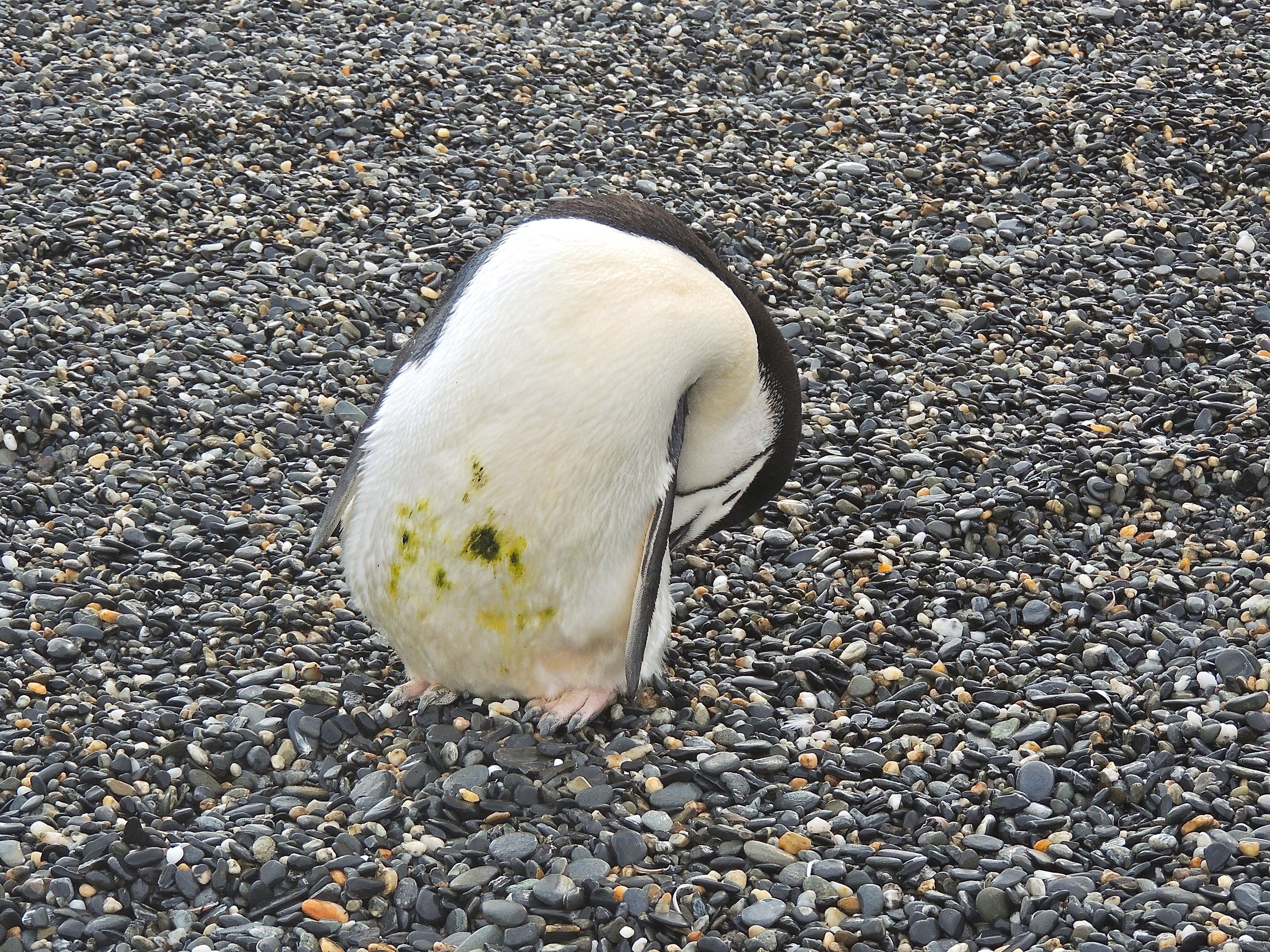 Chinstrap Penguin