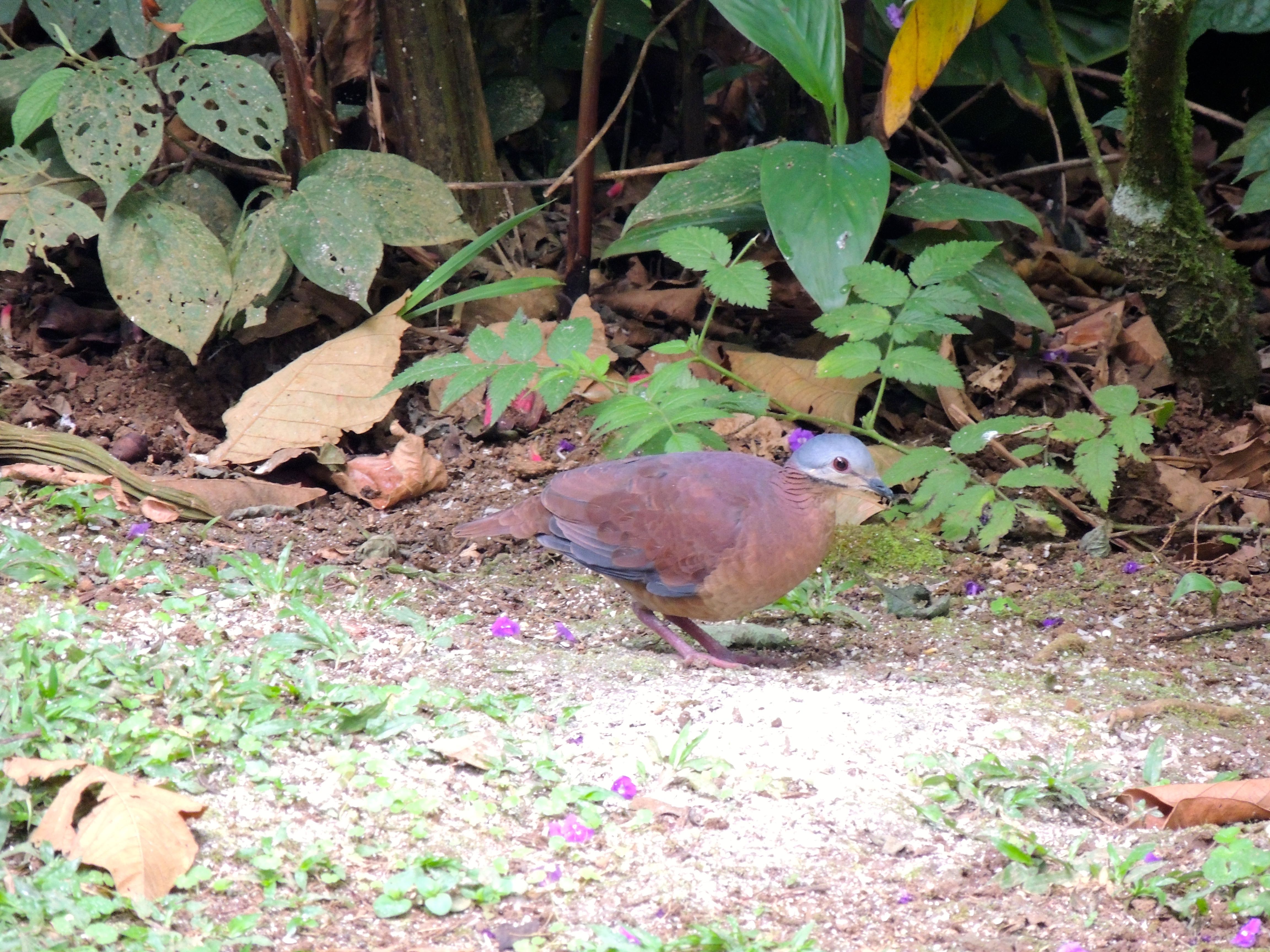 Chiriqui Quail-Dove