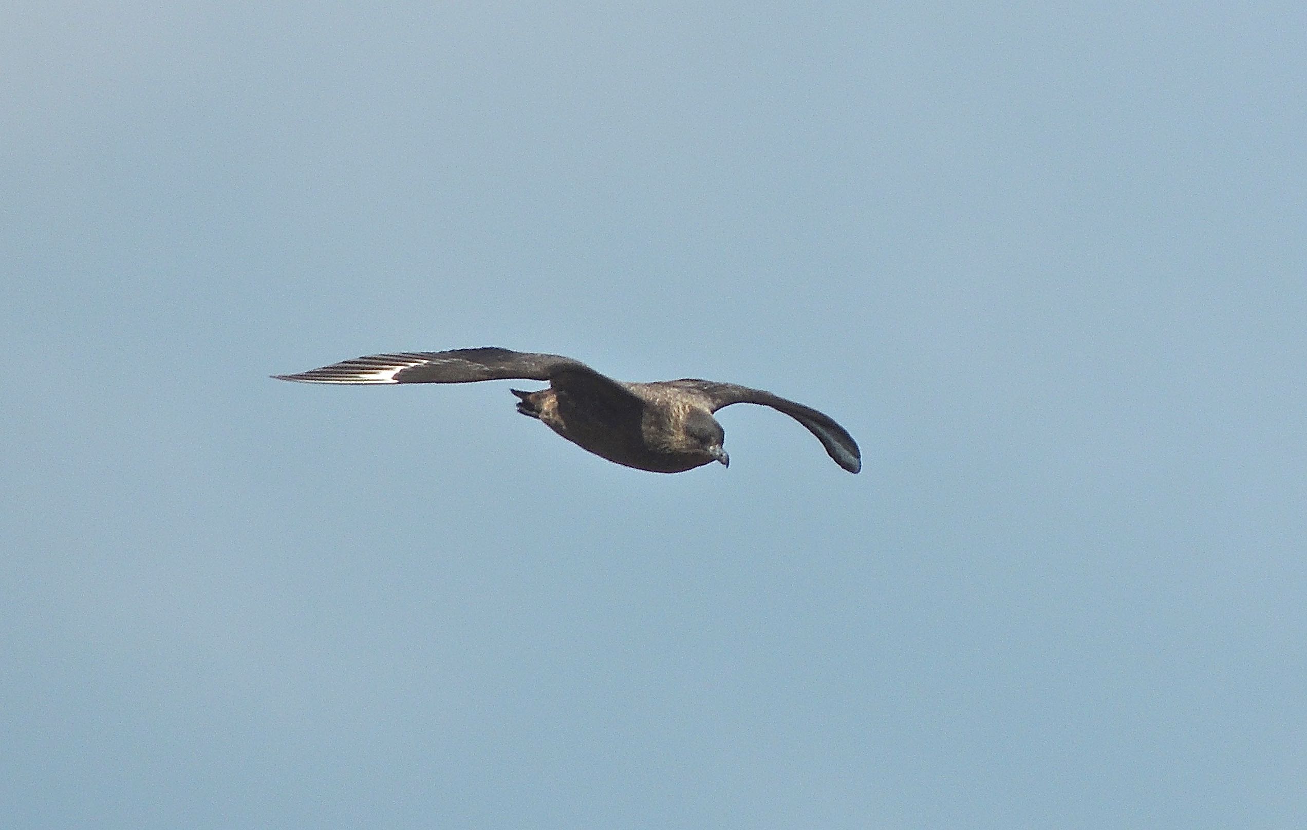 Chilean Skua