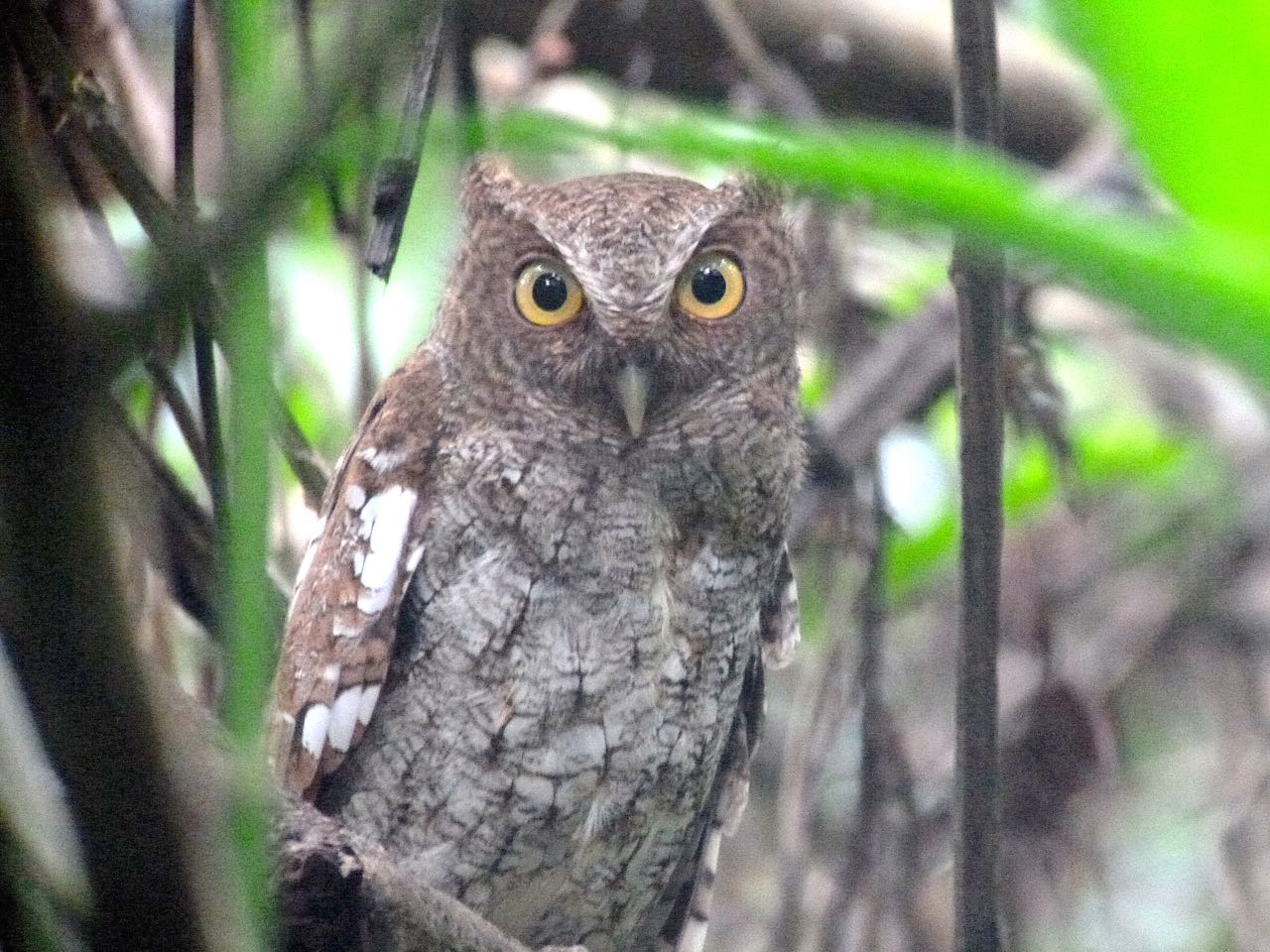 Choco Screech-Owl