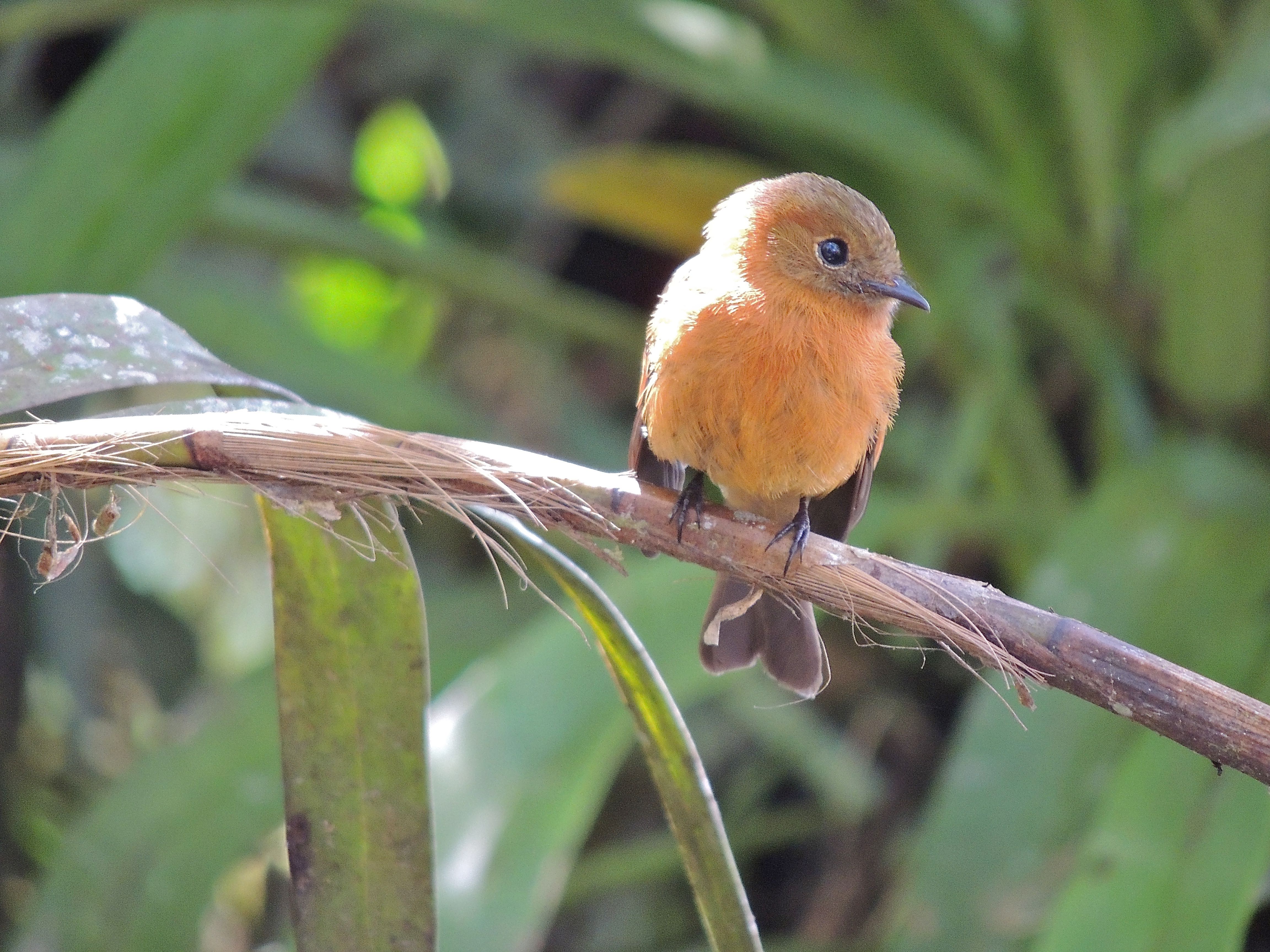 Cinnamon Flycatcher