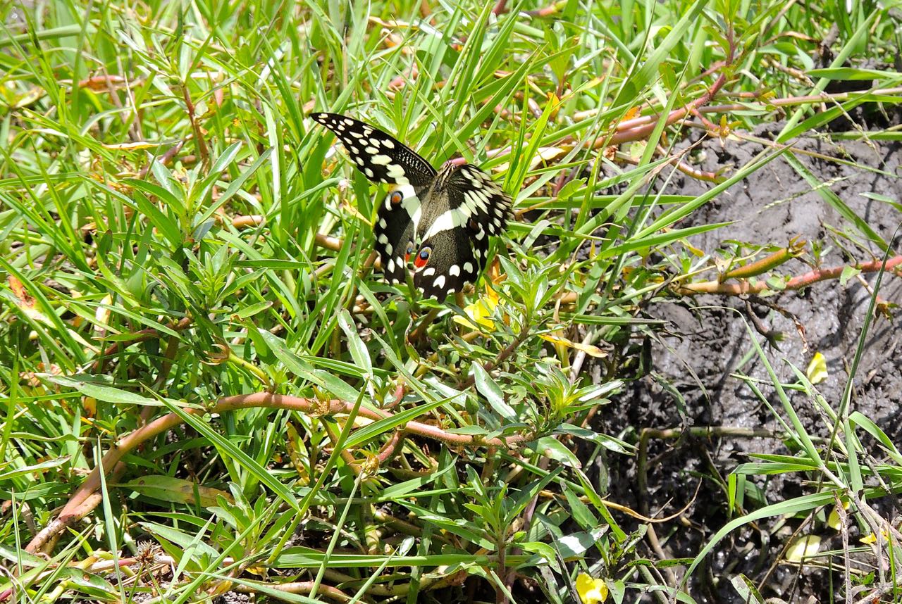 Citrus Swallowtail