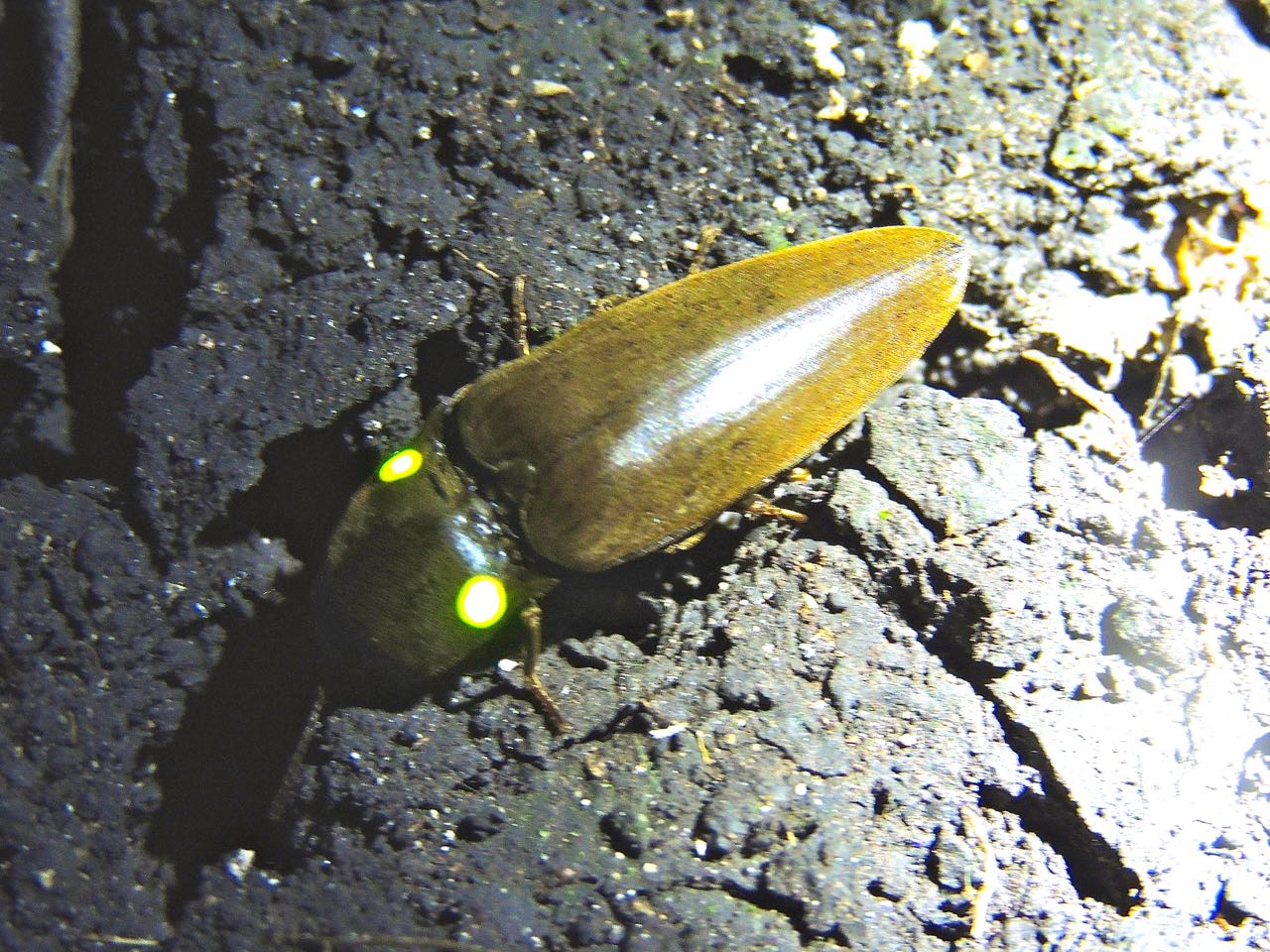 Bioluminescent Click Beetle